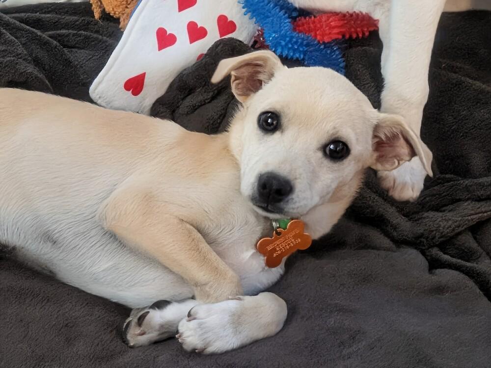 Tauriel, a Adoptable mixed breed in Waunakee, WI image 4/5