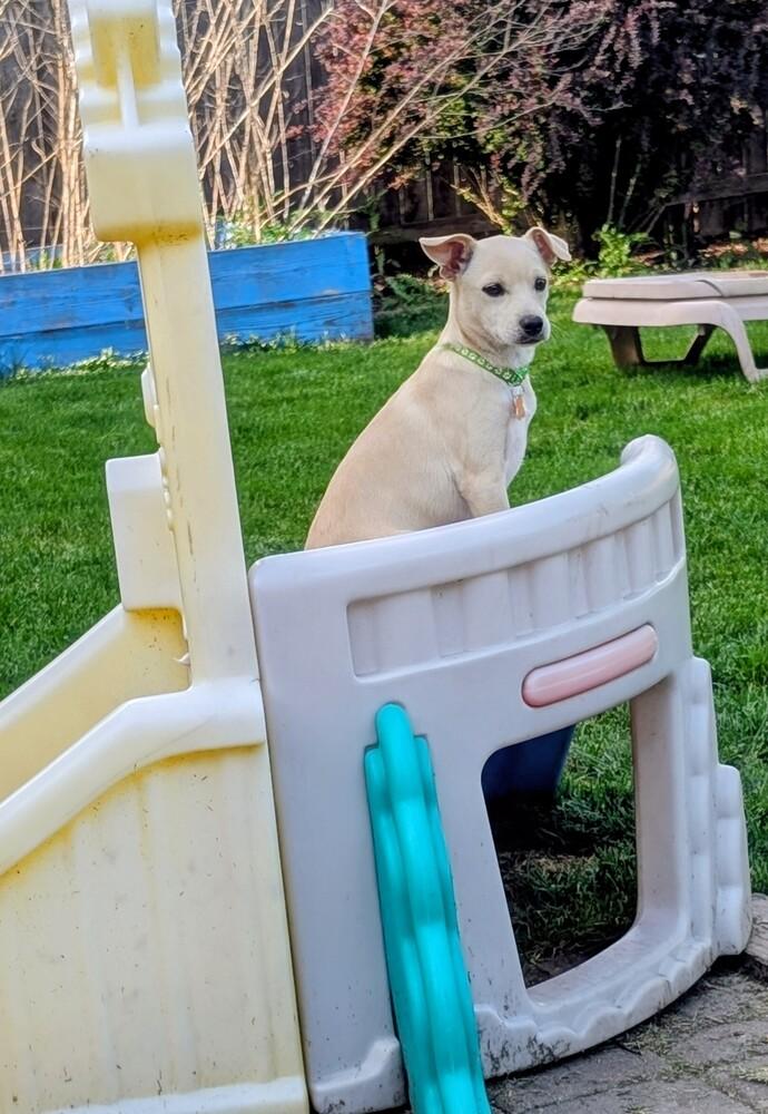 Tauriel, a Adoptable mixed breed in Waunakee, WI image 5/5