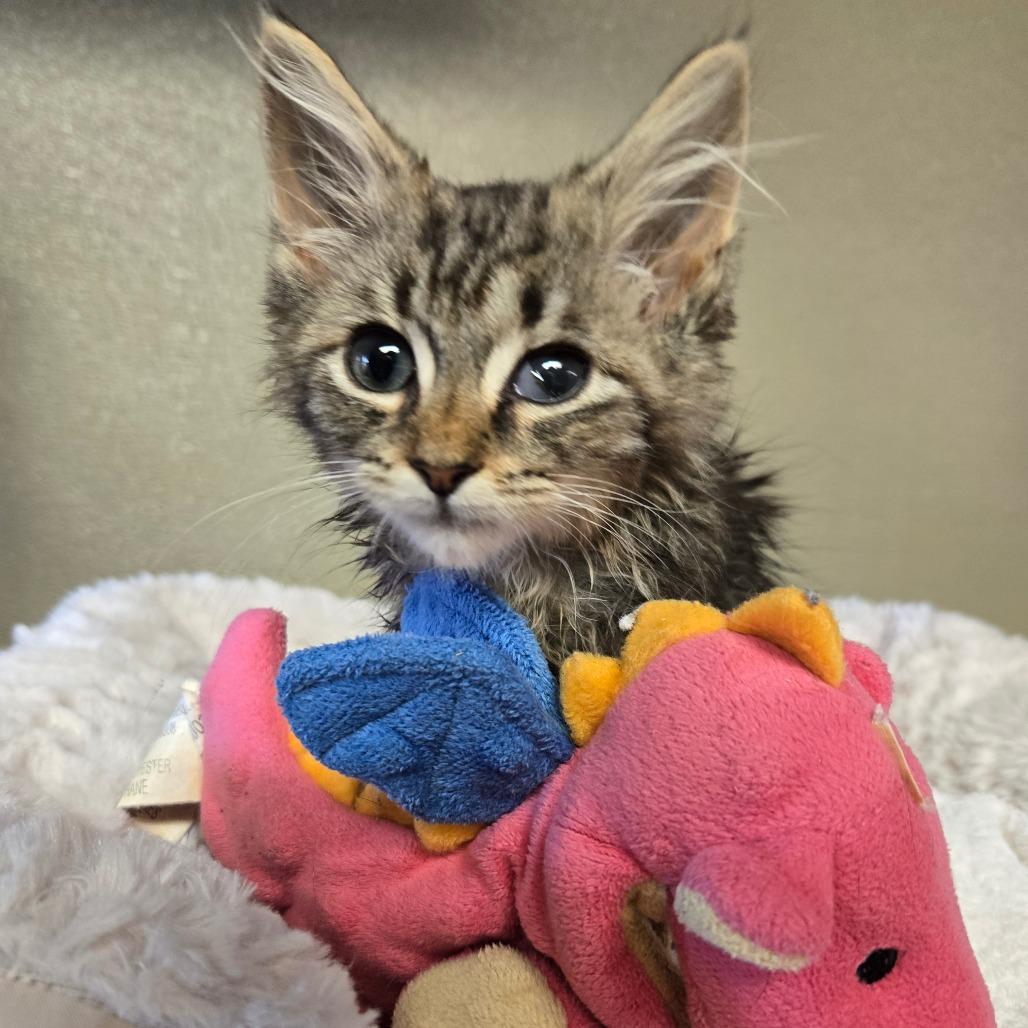 Flair, Adoptable, Kitten Female Domestic Medium Hair.