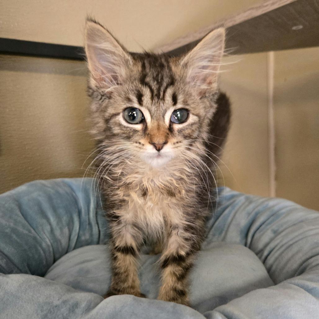 Enlarge Flair, a Adoptable Domestic Medium Hair in Pennsville, NJ image 2/2