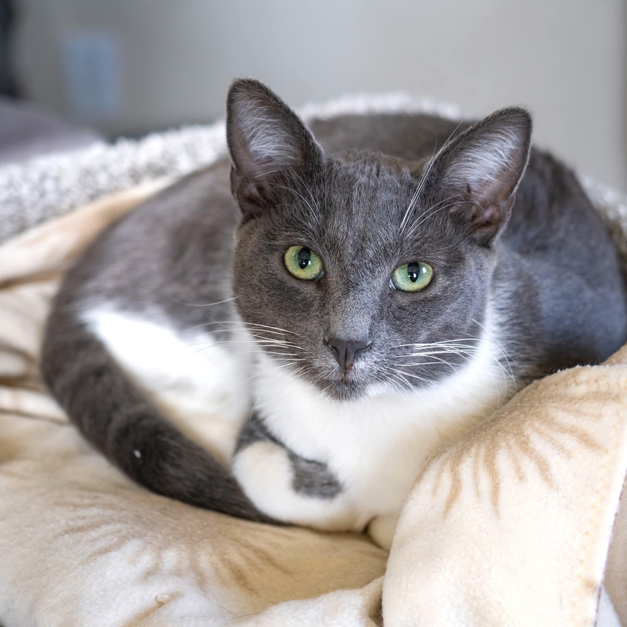 Enlarge Blu, a ADOPTABLE Domestic Short Hair in Globe, AZ image 1/1