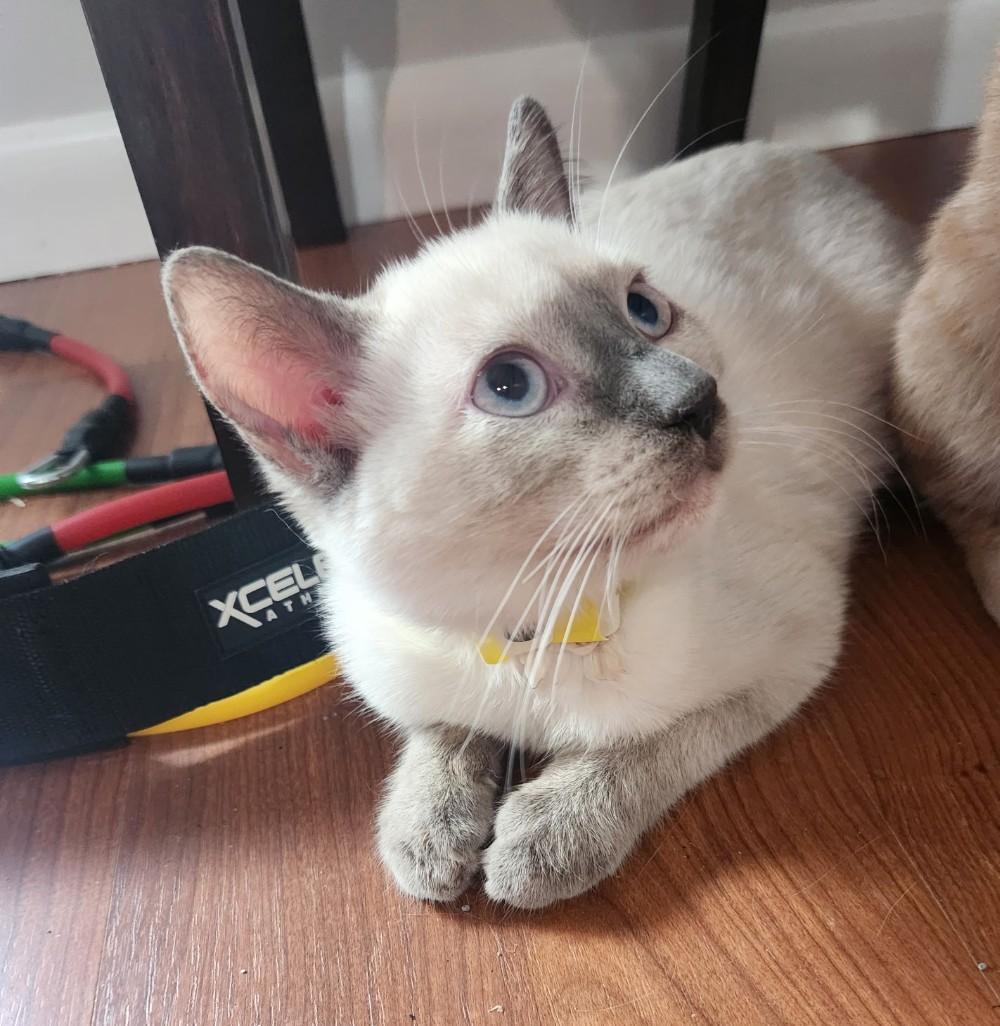 Suki - cuddly & playful