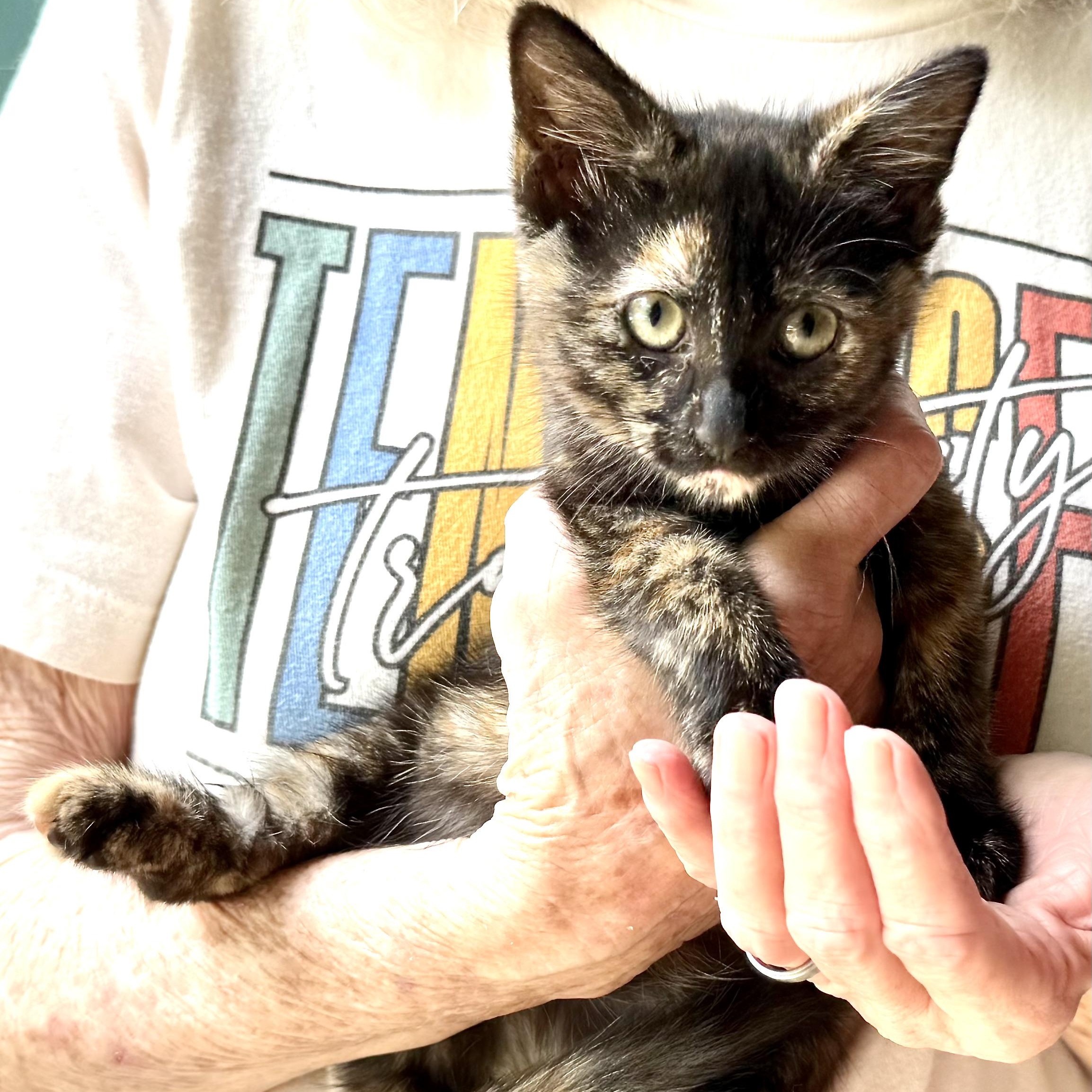 Chevy-girl-s, a Adoptable mixed breed in Sequatchie, TN image 2/6