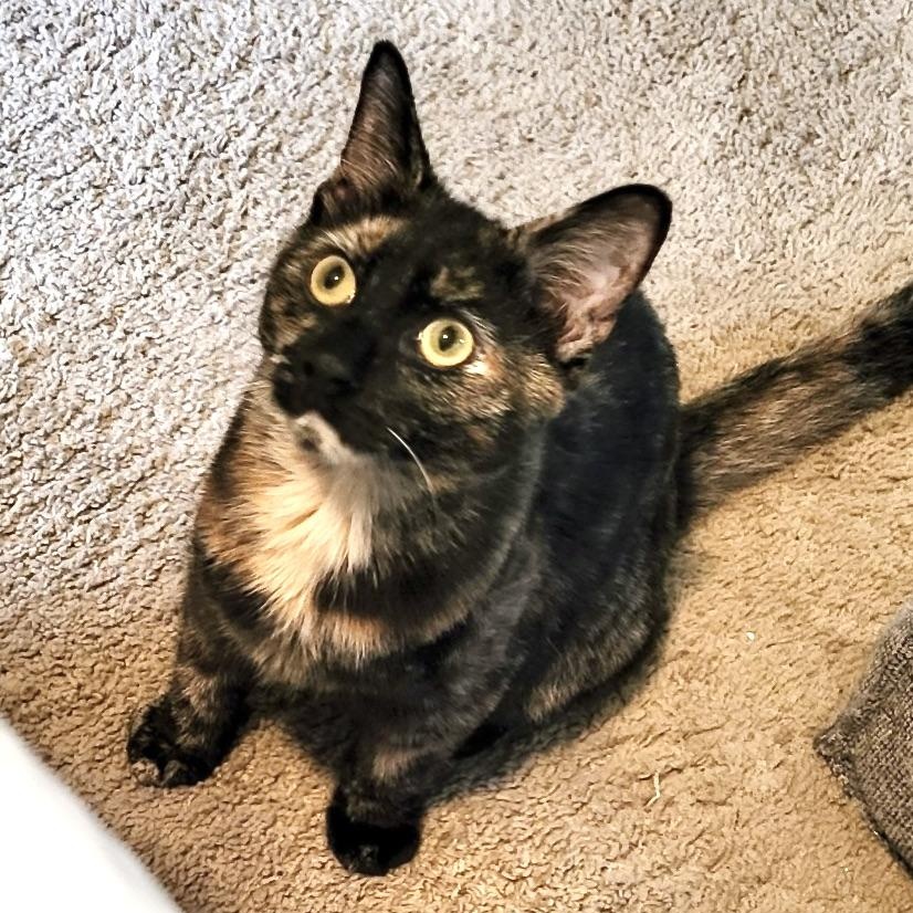 Chevy-girl-s, a Adoptable mixed breed in Sequatchie, TN image 3/6