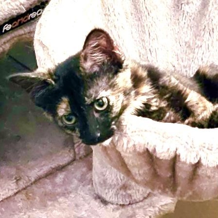 Chevy-girl-s, a Adoptable mixed breed in Sequatchie, TN image 6/6