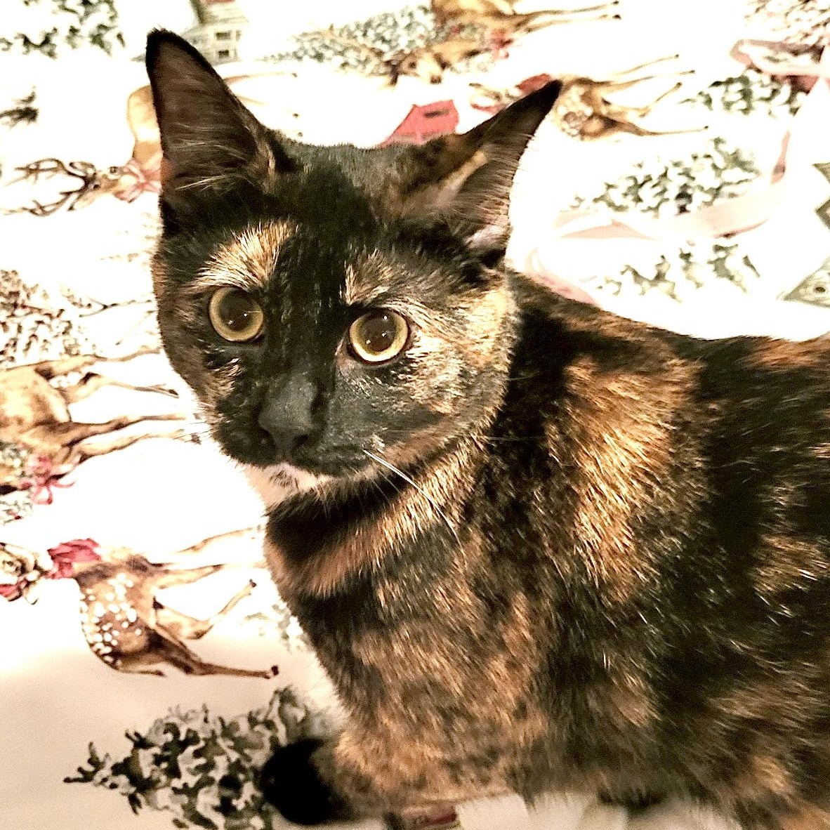 Enlarge Chevy-girl-s, a Adoptable mixed breed in Sequatchie, TN image 6/6