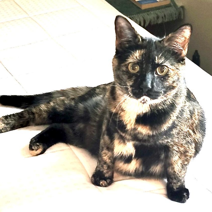 Chevy-girl-s, Adoptable, Young Female Tortoiseshell.