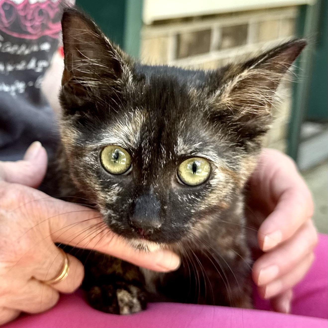 Chevy-girl-s, a Adoptable mixed breed in Sequatchie, TN image 4/6