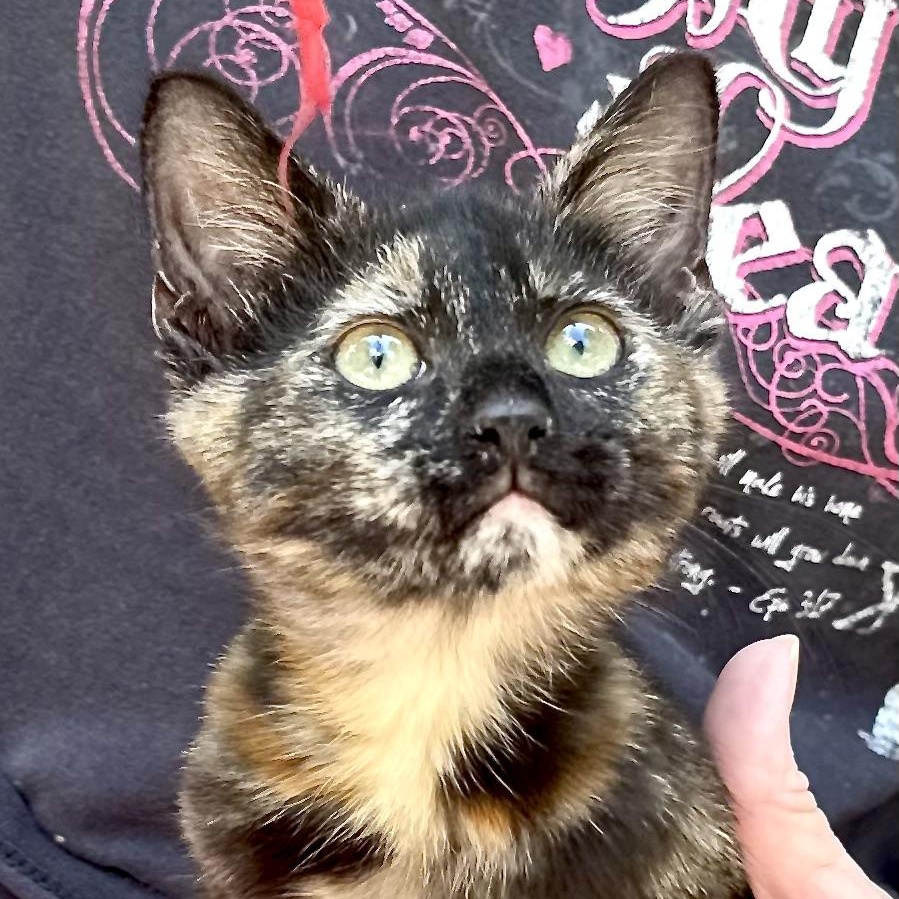 Chevy-girl-s, a Adoptable mixed breed in Sequatchie, TN image 5/6