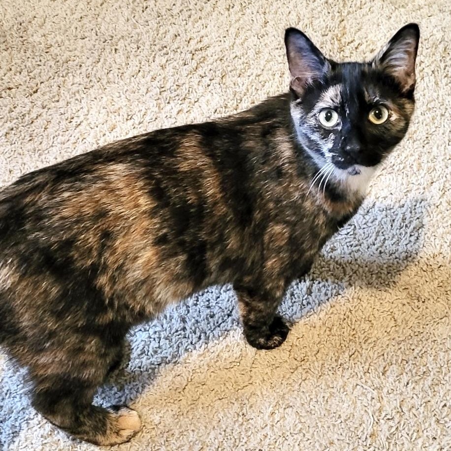 Chevy-girl-s, Adoptable, Young Female Tortoiseshell.