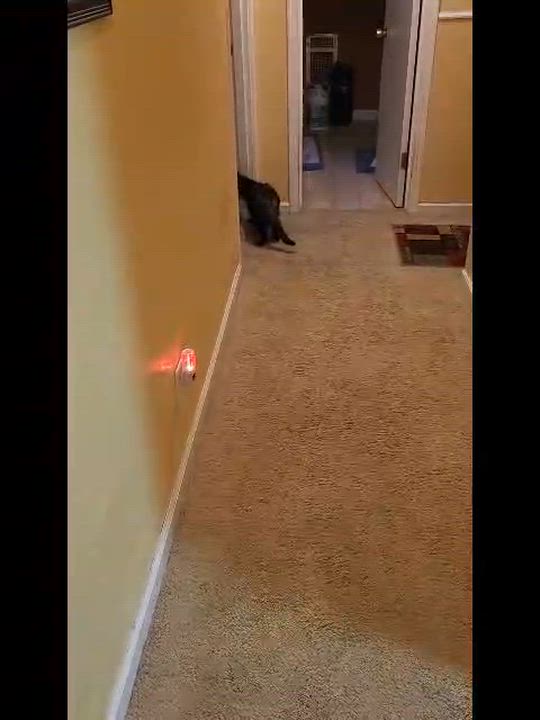 Enlarge Chevy-girl-s, a Adoptable mixed breed in Sequatchie, TN video 4/6