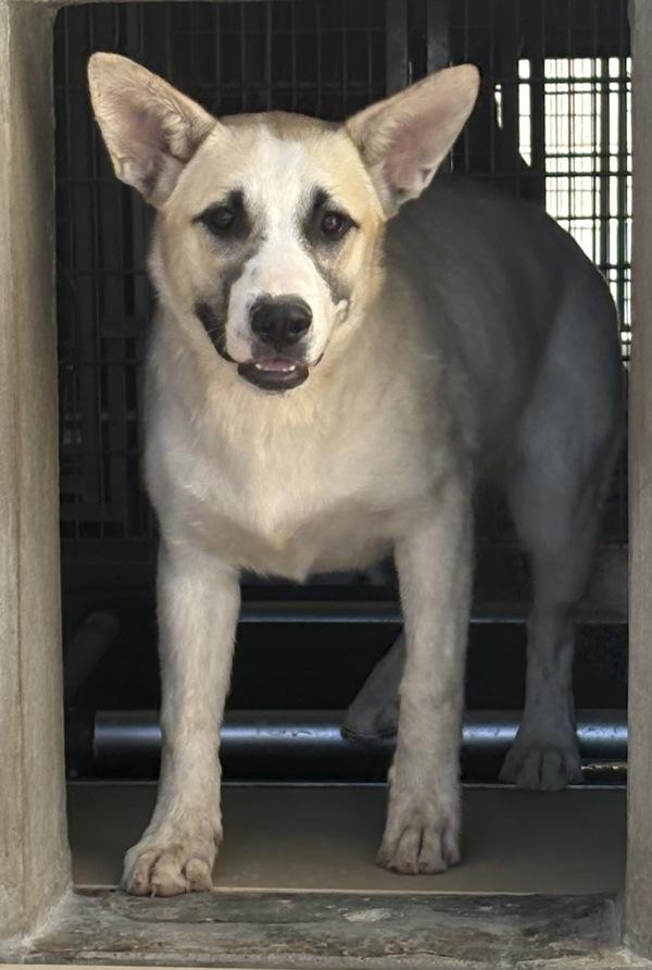 Curly, Adoptable, Young Male Shepherd.