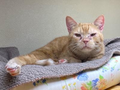 Bubba — thumbnail 2