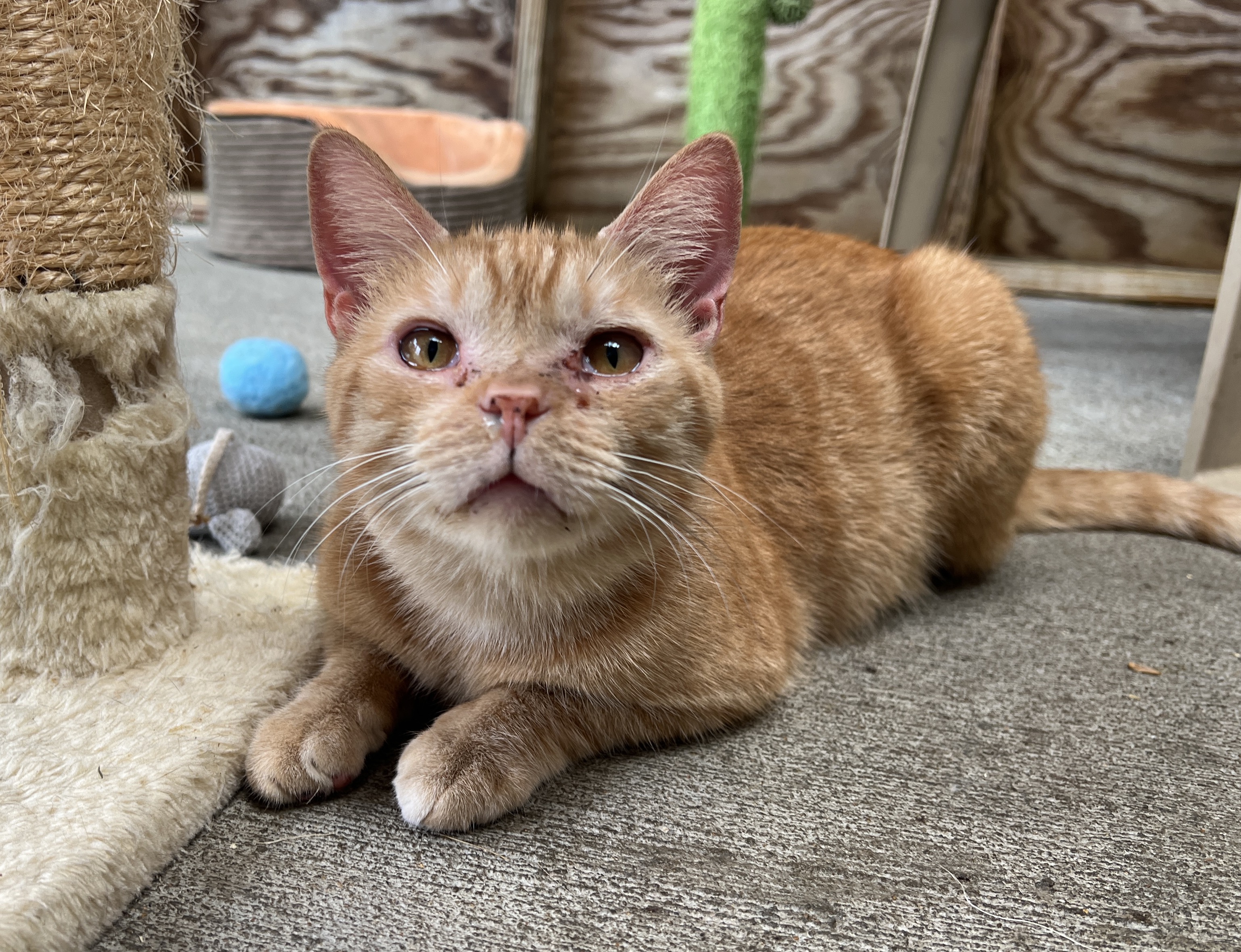 Bubba — thumbnail 4