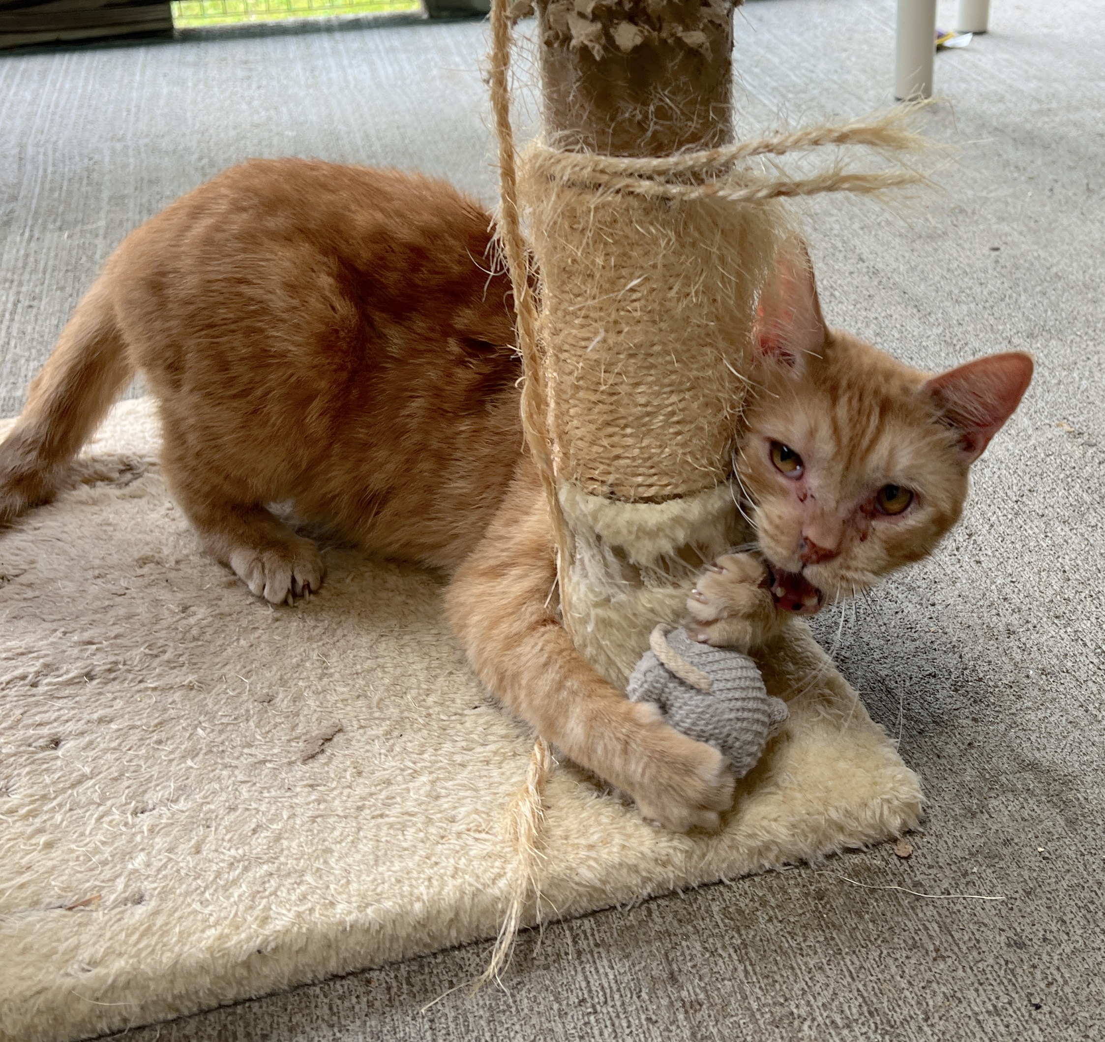 Bubba — thumbnail 5