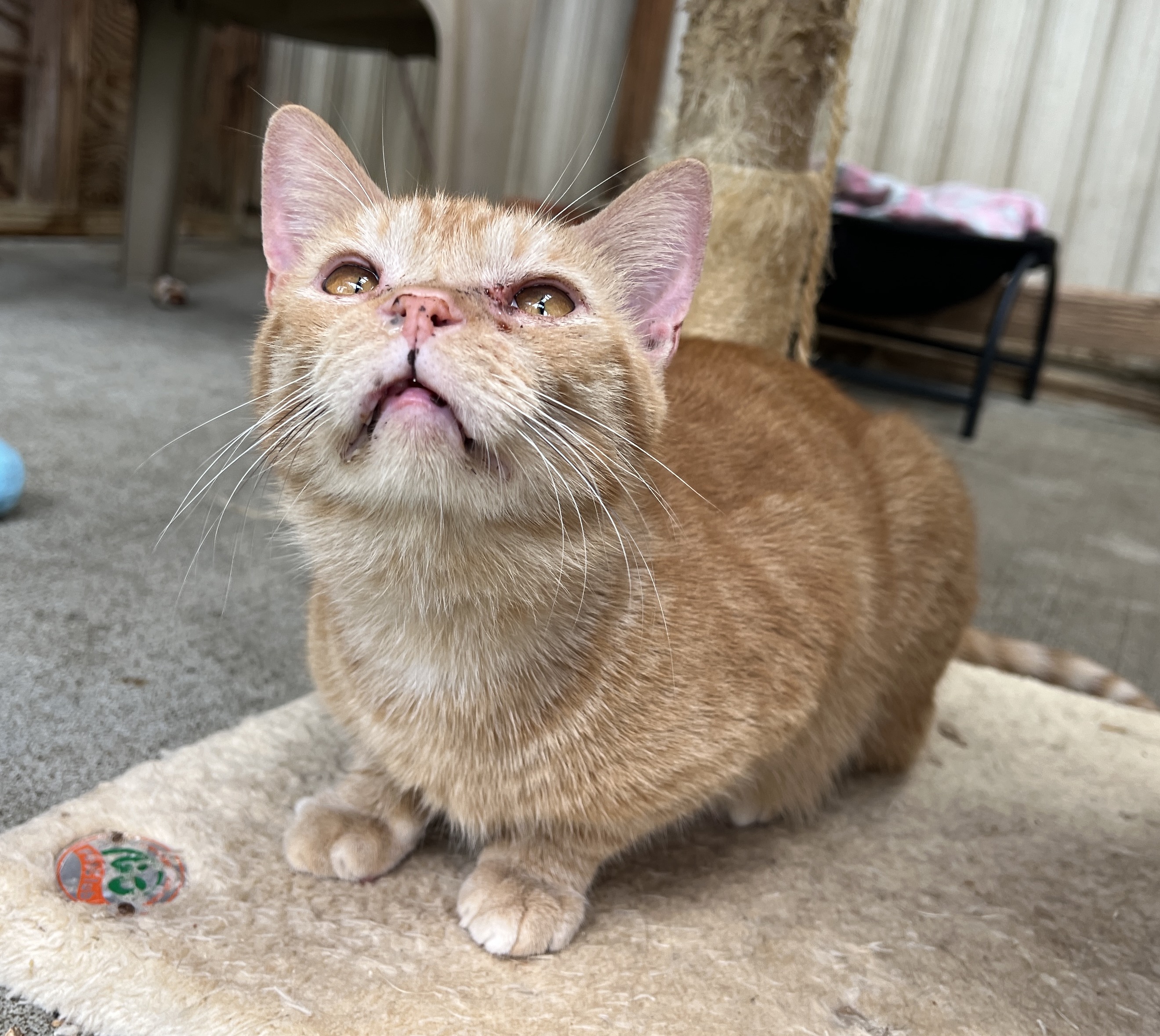 Bubba — thumbnail 6