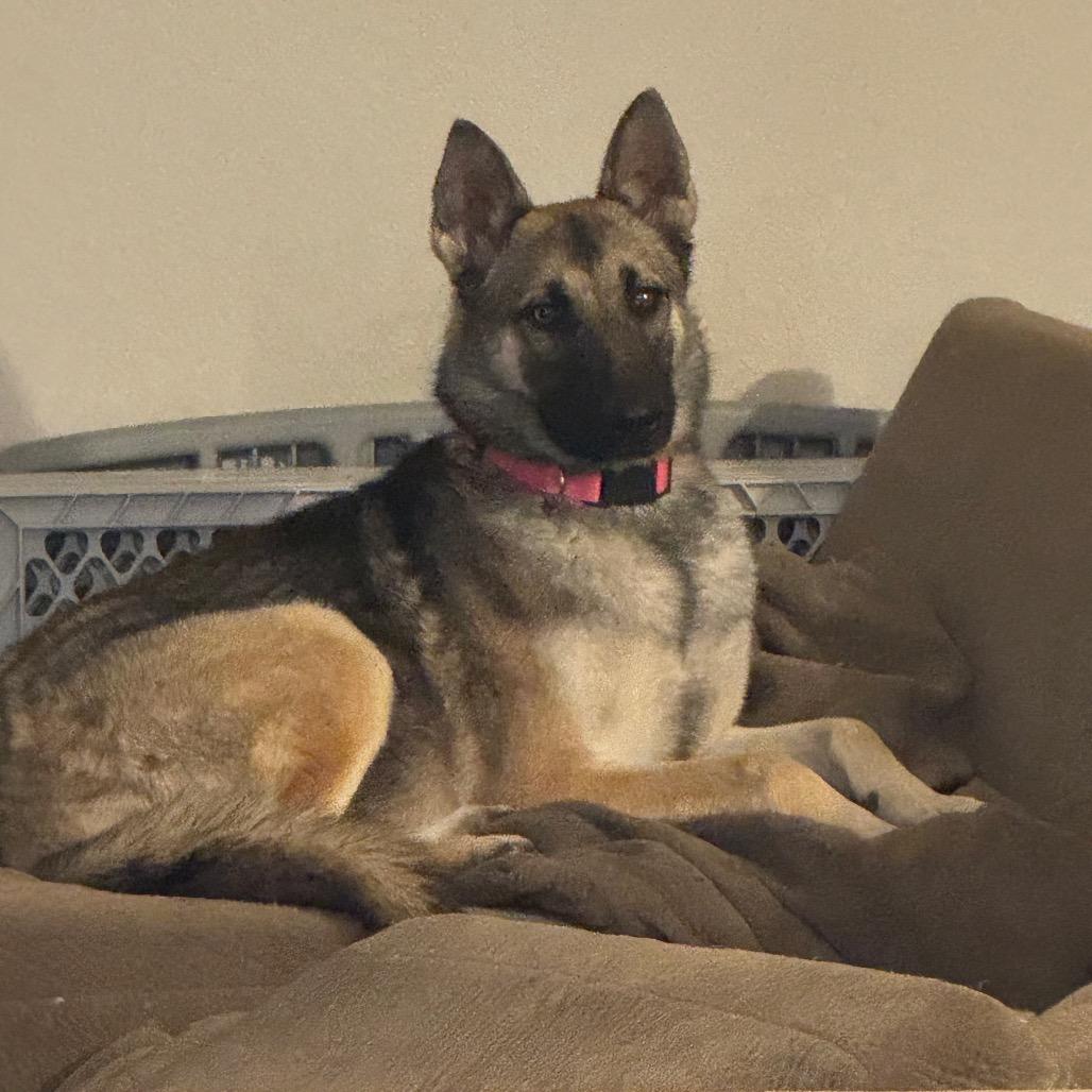 Sierra, Adoptable, Young Female German Shepherd Dog & Belgian Shepherd / Malinois.
