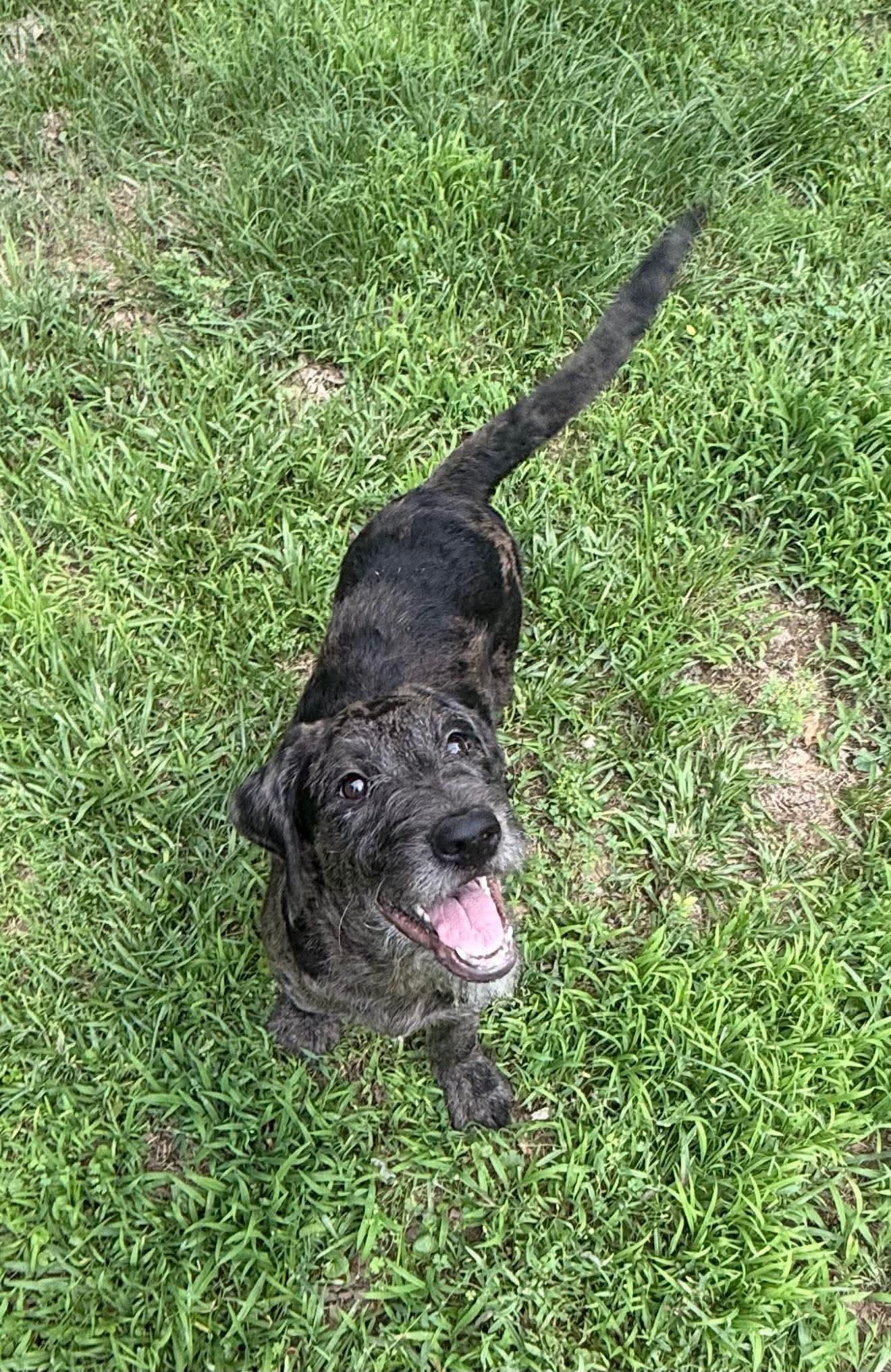 Aster "HERE IN NH", a ADOPTABLE Mixed Breed in Northwood, NH image 2/3