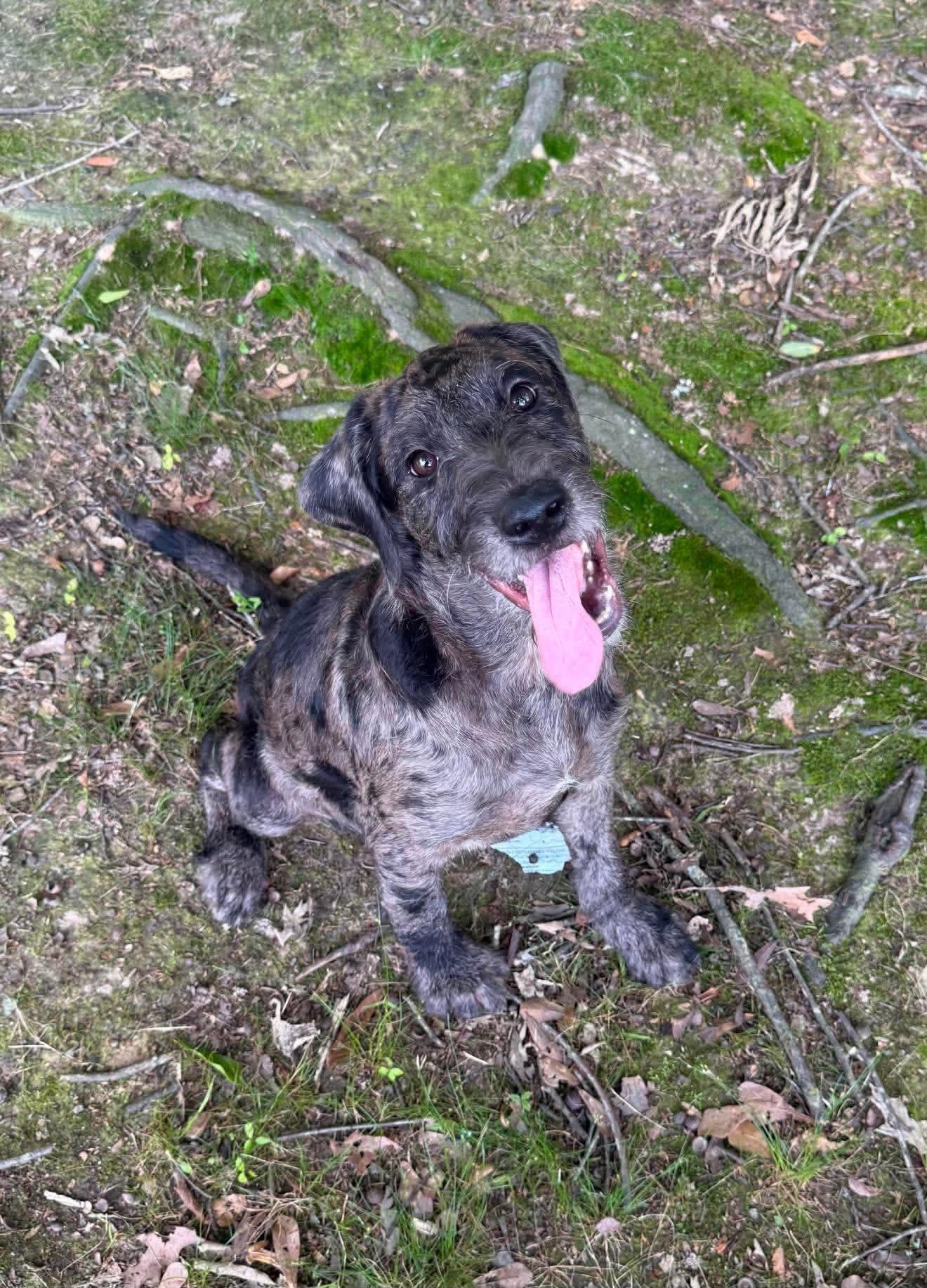Aster "HERE IN NH", a ADOPTABLE Mixed Breed in Northwood, NH image 3/3