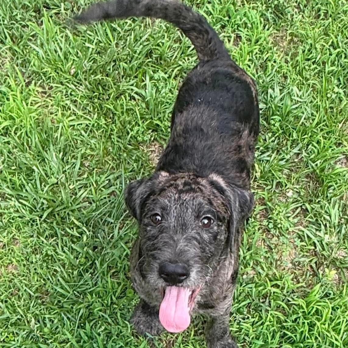 Aster "HERE IN NH", a ADOPTABLE Mixed Breed in Northwood, NH image 1/3