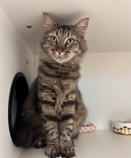 MAQUI, Adoptable, Adult Female Domestic Medium Hair.