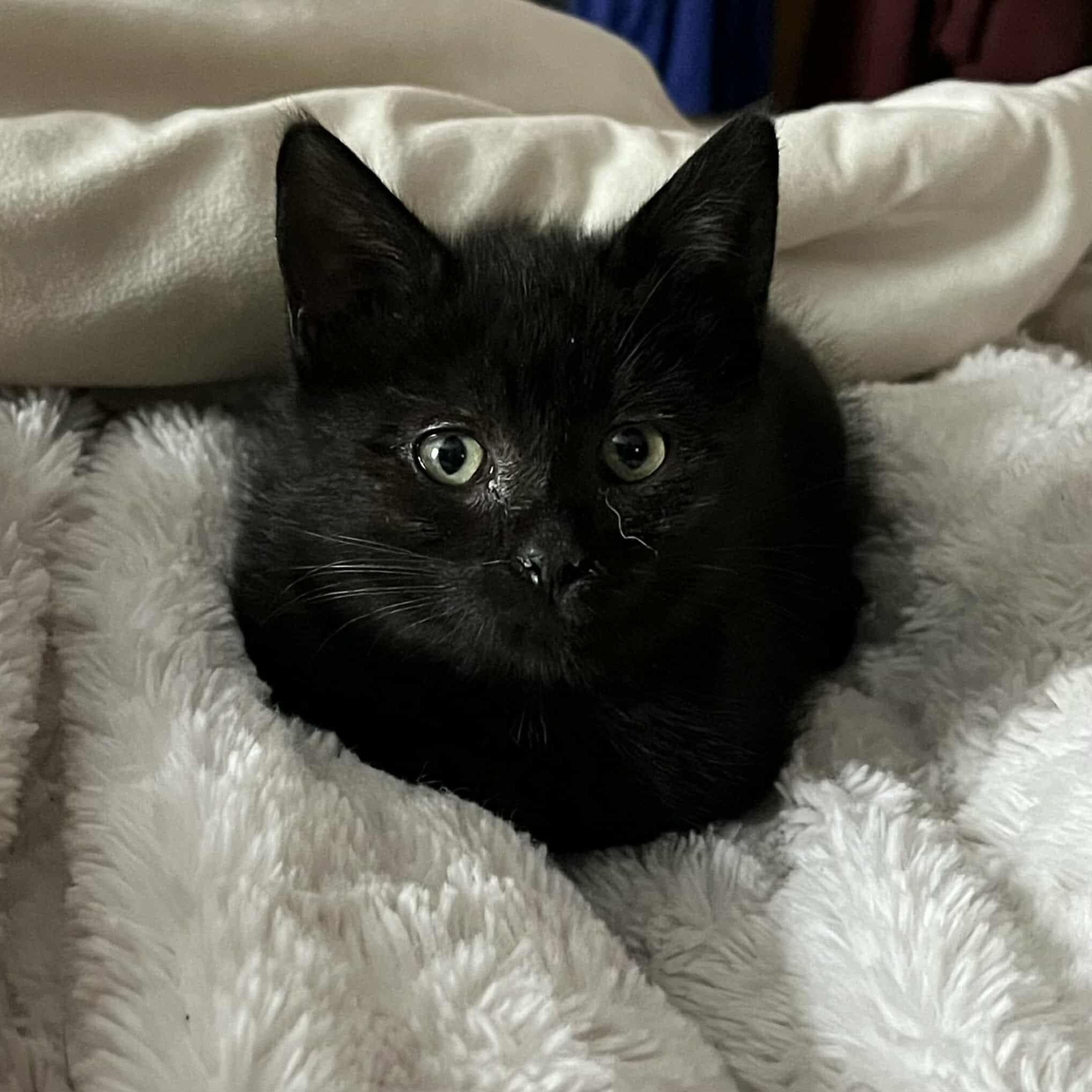 Enlarge Tootie, a Adoptable Domestic Short Hair in Minneapolis, MN image 2/4