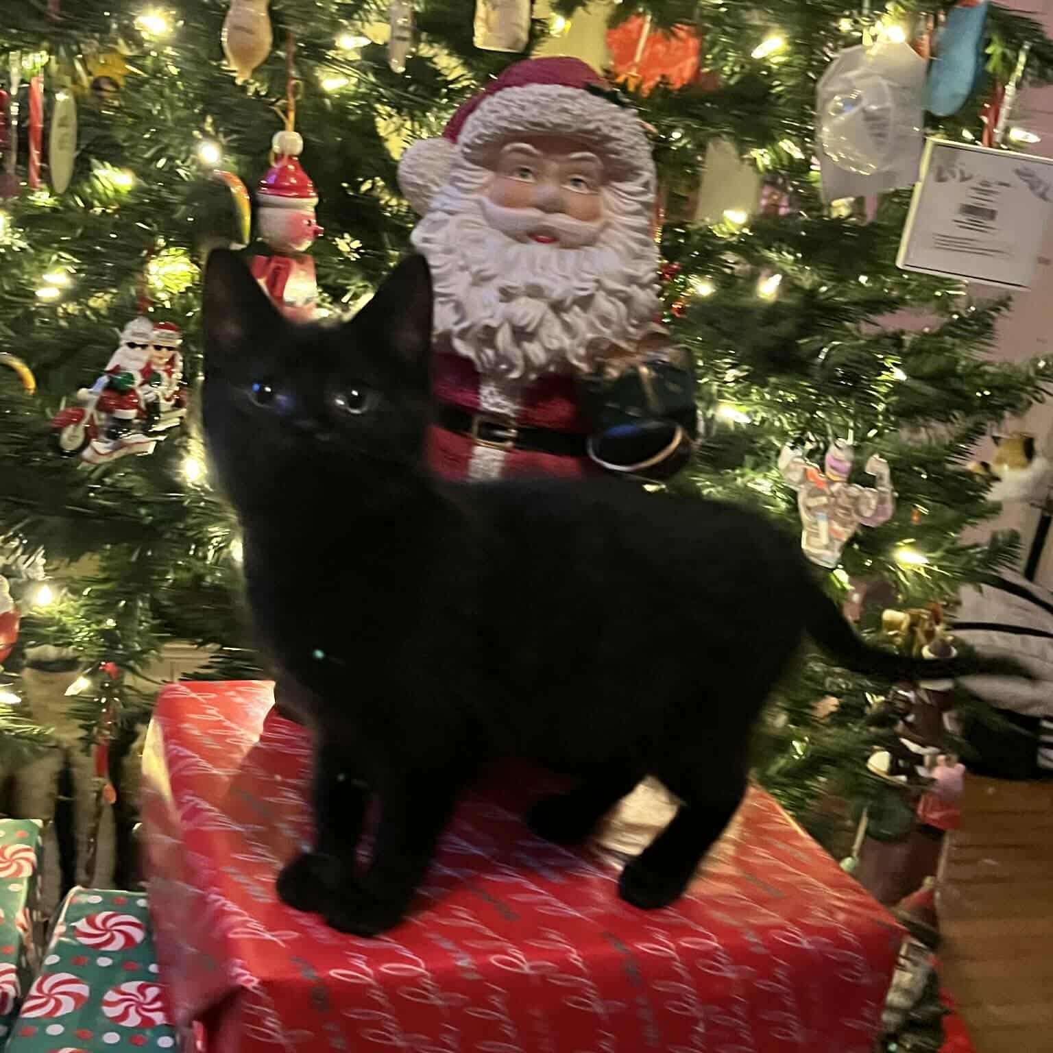 Enlarge Tootie, a Adoptable Domestic Short Hair in Minneapolis, MN image 1/4