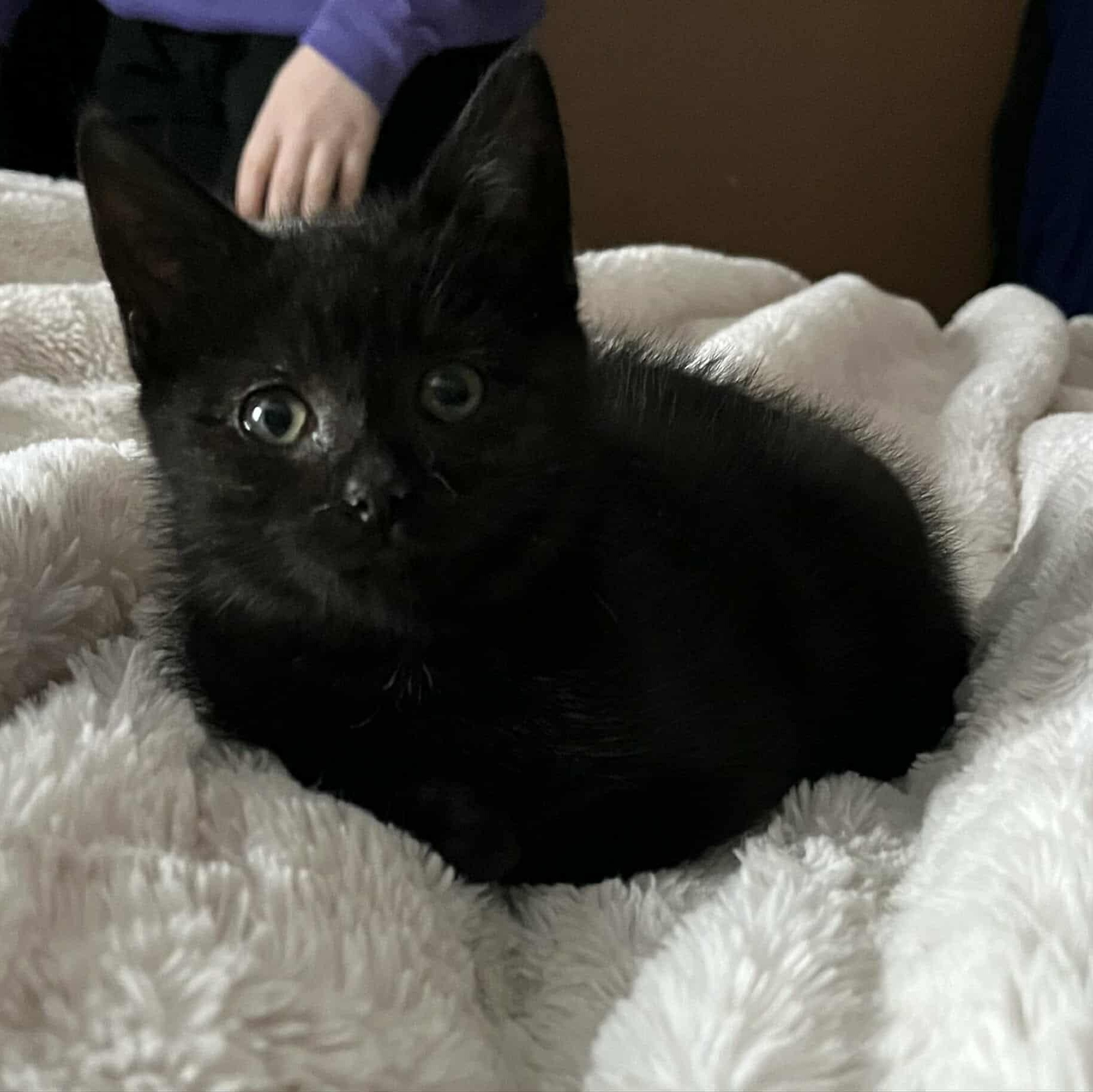 Enlarge Tootie, a Adoptable Domestic Short Hair in Minneapolis, MN image 3/4