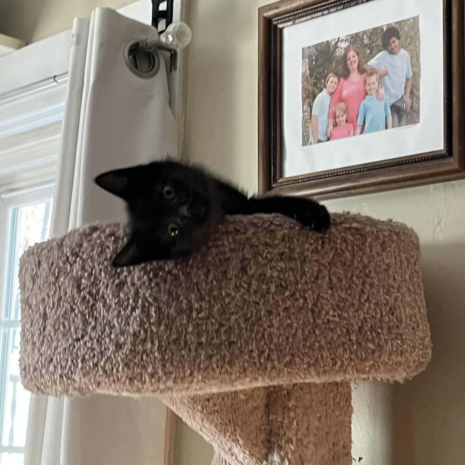 Enlarge Tootie, a Adoptable Domestic Short Hair in Minneapolis, MN image 4/4