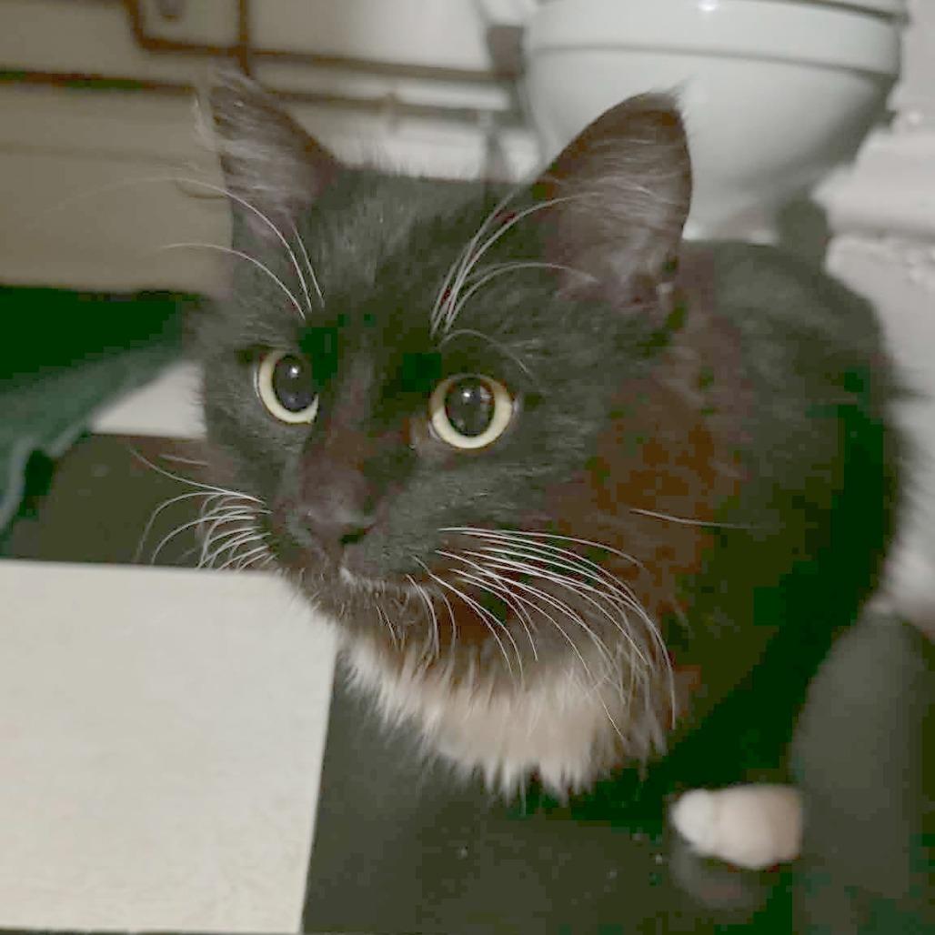 Oreo 22460, Adoptable, Adult Male Domestic Short Hair.