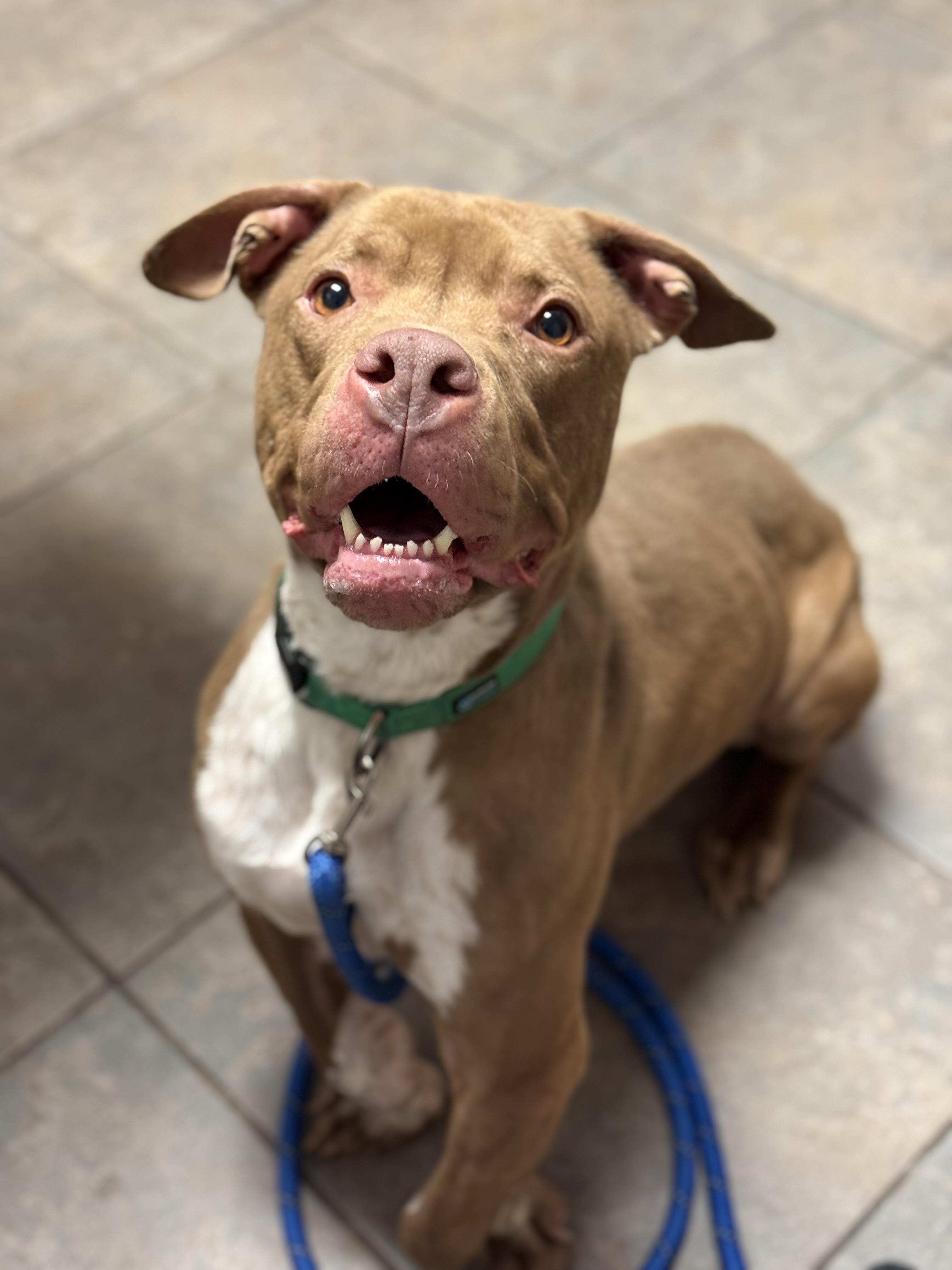 Enlarge Ziggy, a Adoptable mixed breed in Stahlstown, PA image 1/6