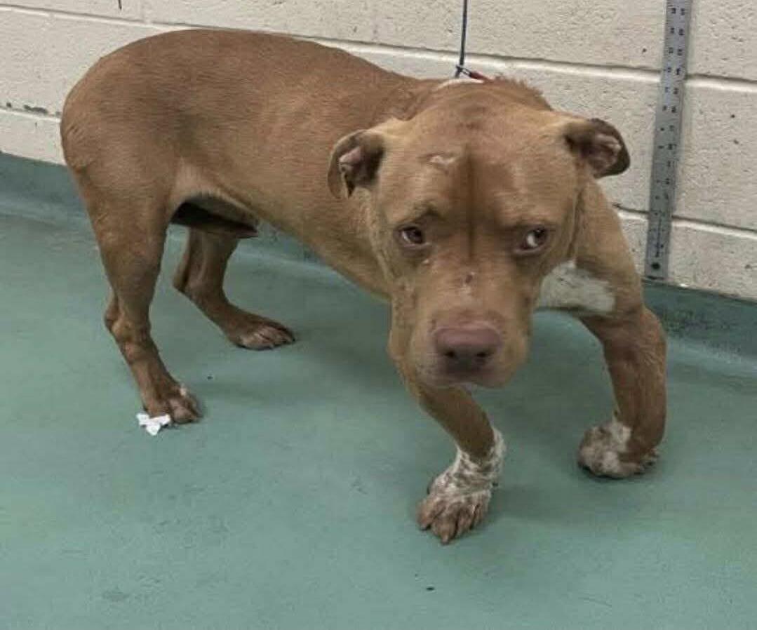 Enlarge Ziggy, a Adoptable mixed breed in Stahlstown, PA image 2/6