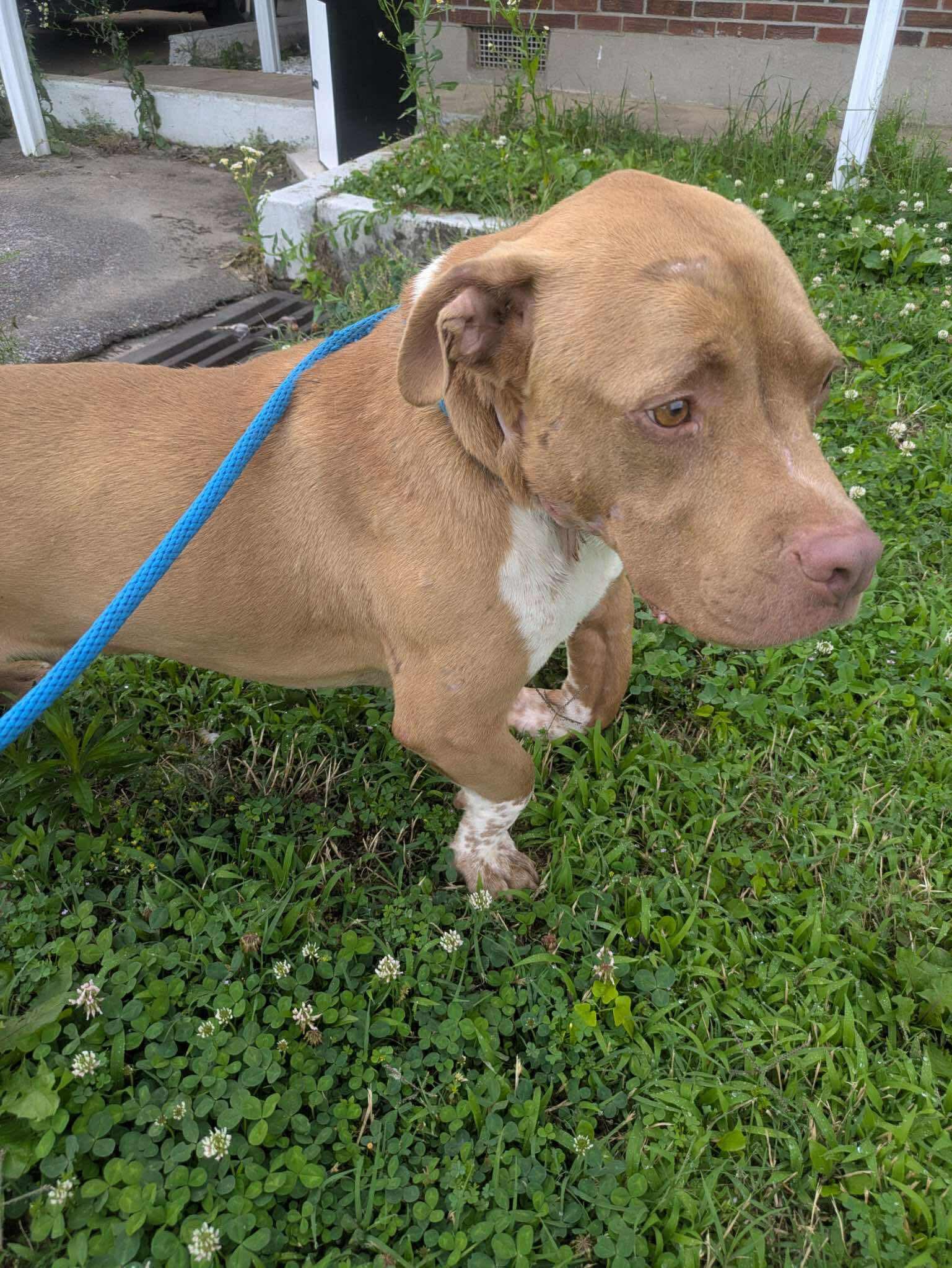 Enlarge Ziggy, a Adoptable mixed breed in Stahlstown, PA image 1/4