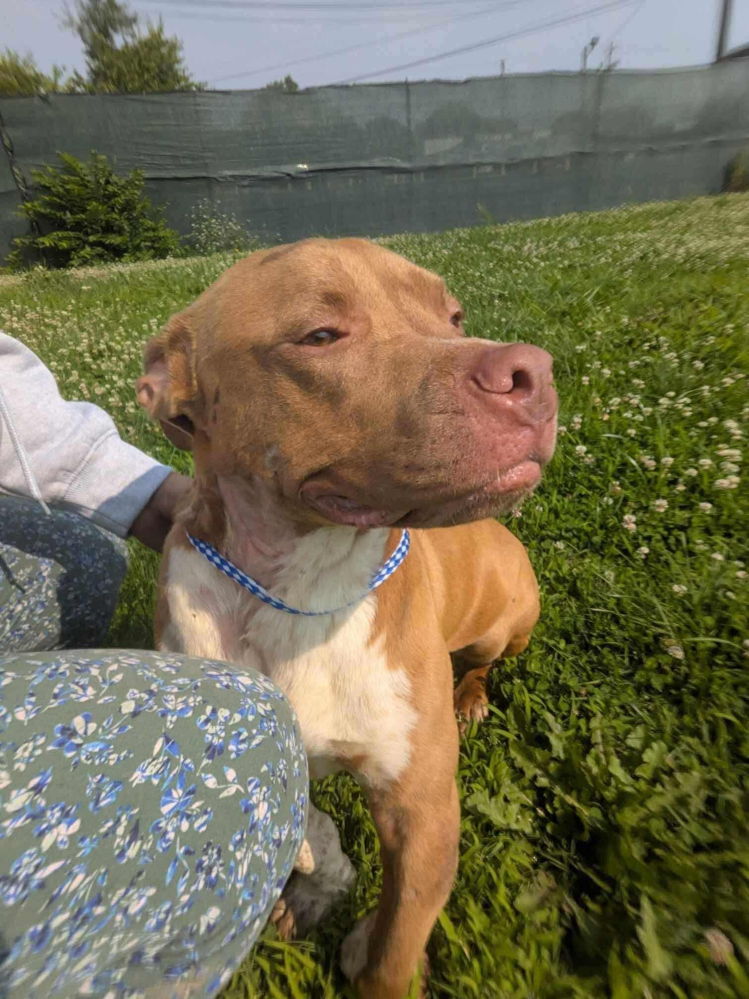 Enlarge Ziggy, a Adoptable mixed breed in Stahlstown, PA image 2/4