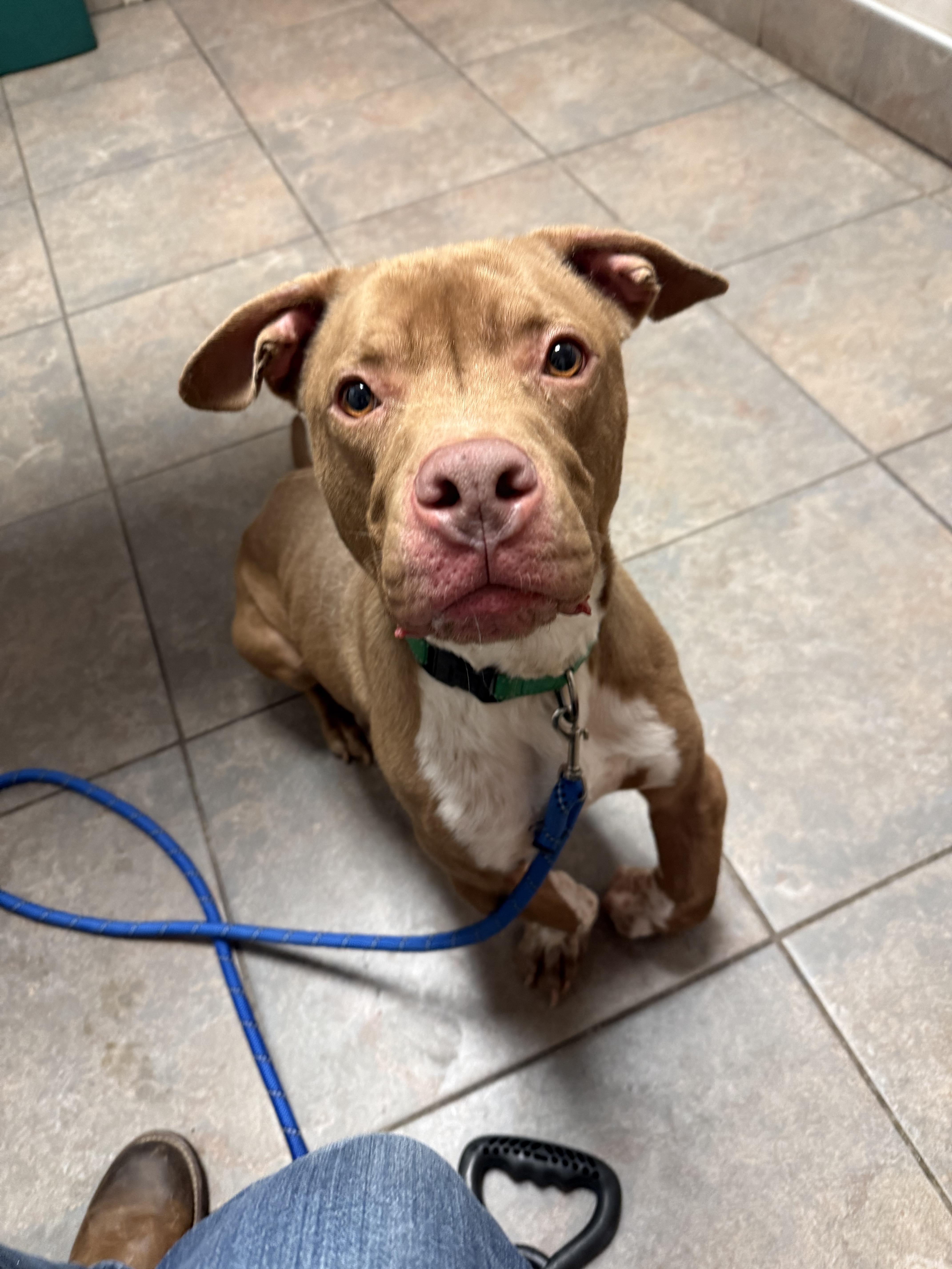 Enlarge Ziggy, a Adoptable mixed breed in Stahlstown, PA image 3/6