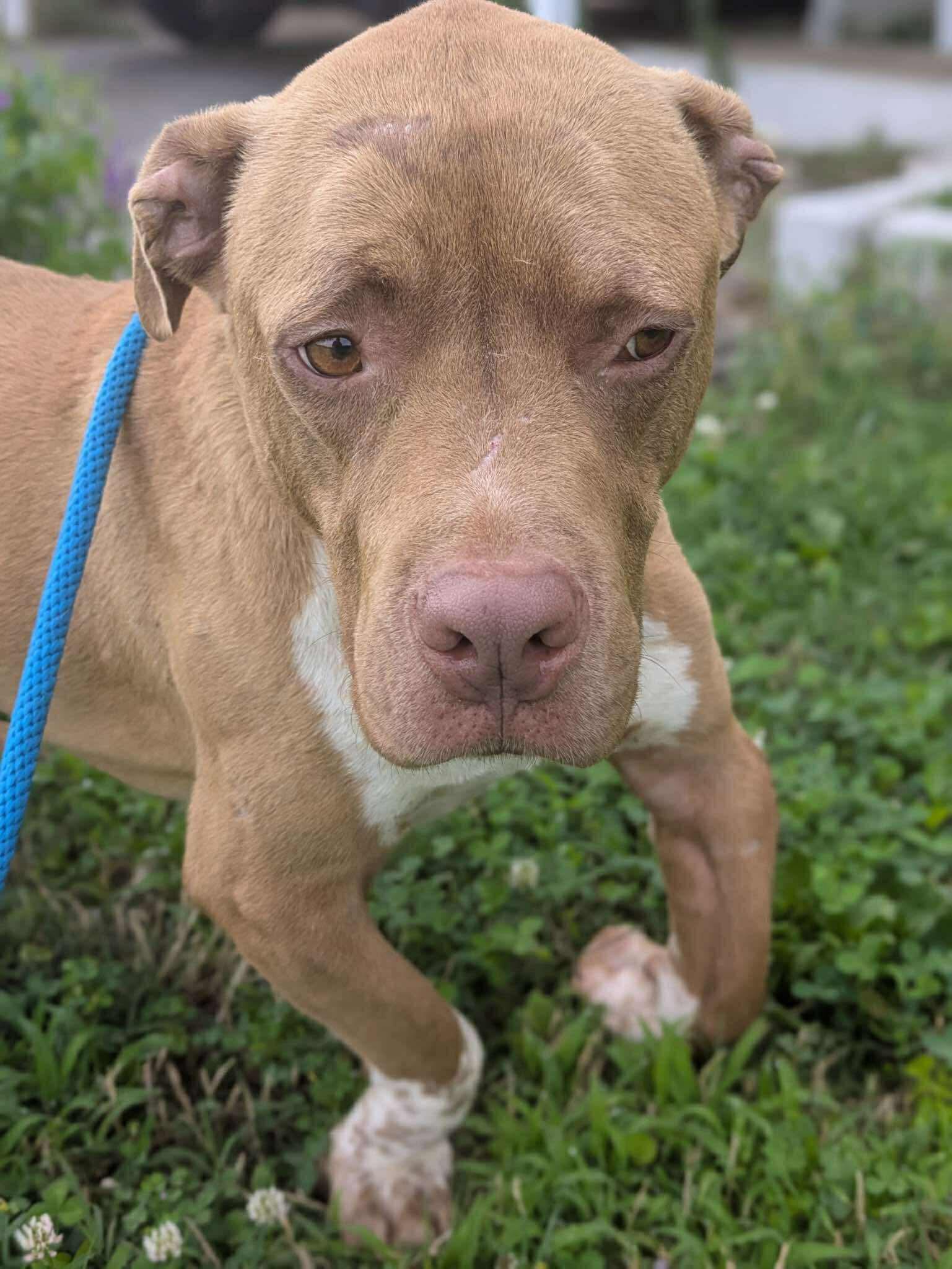 Enlarge Ziggy, a Adoptable mixed breed in Stahlstown, PA image 3/4