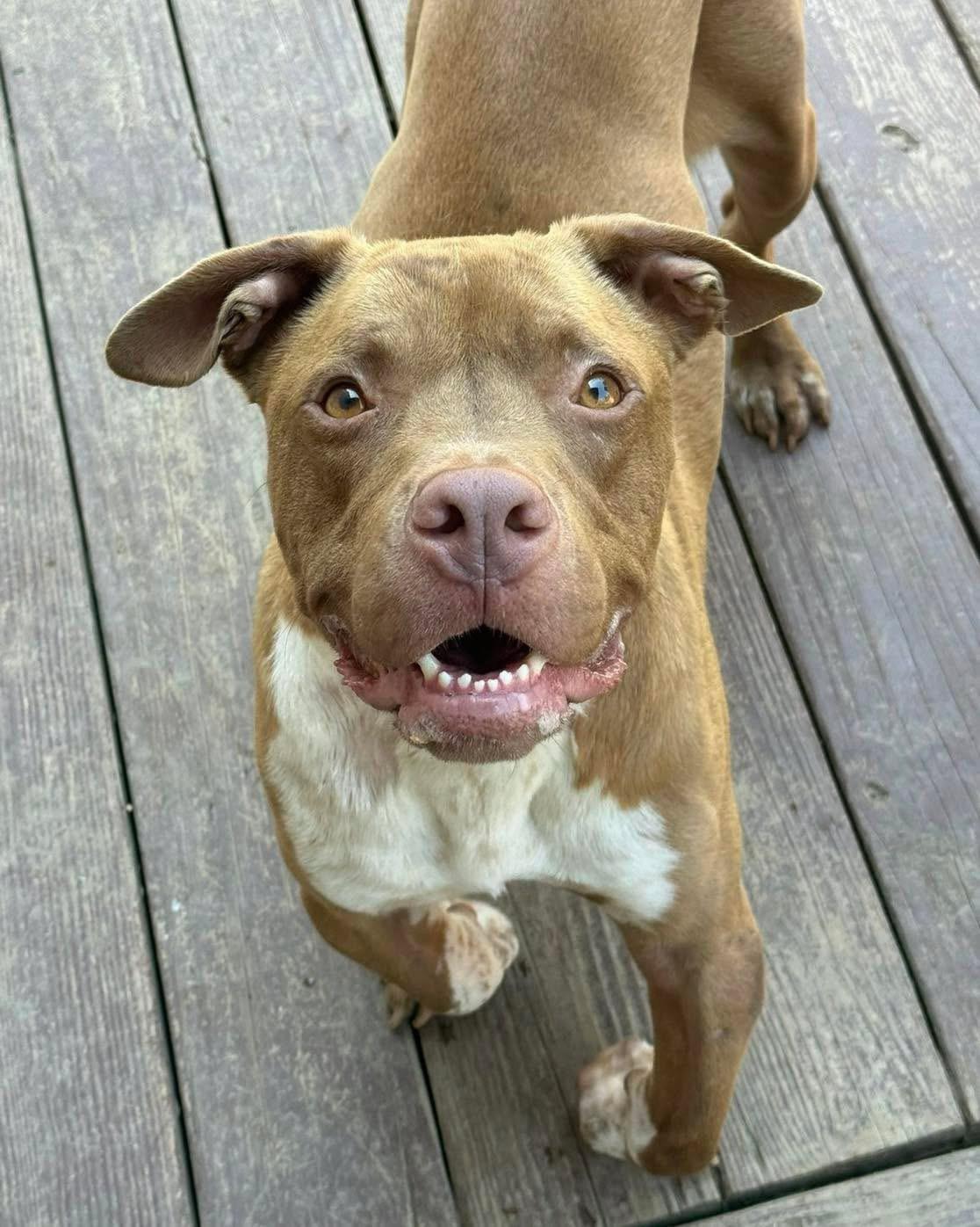 Enlarge Ziggy, a Adoptable mixed breed in Stahlstown, PA image 5/6