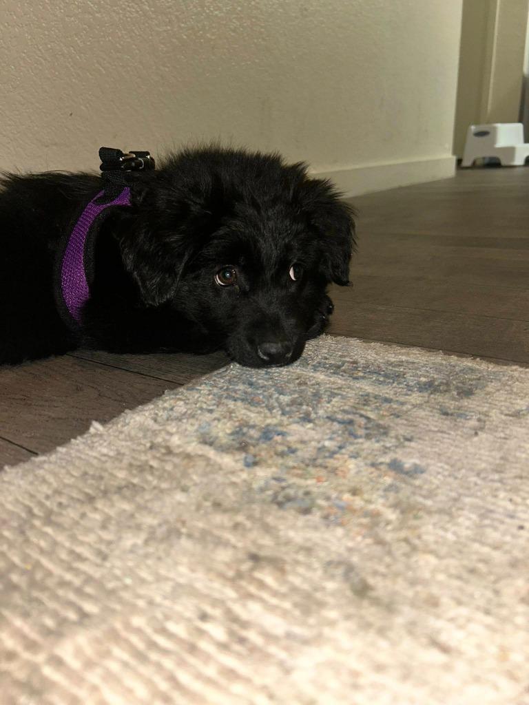 Enlarge Luna, a Adoptable mixed breed in Mesa, AZ image 1/1