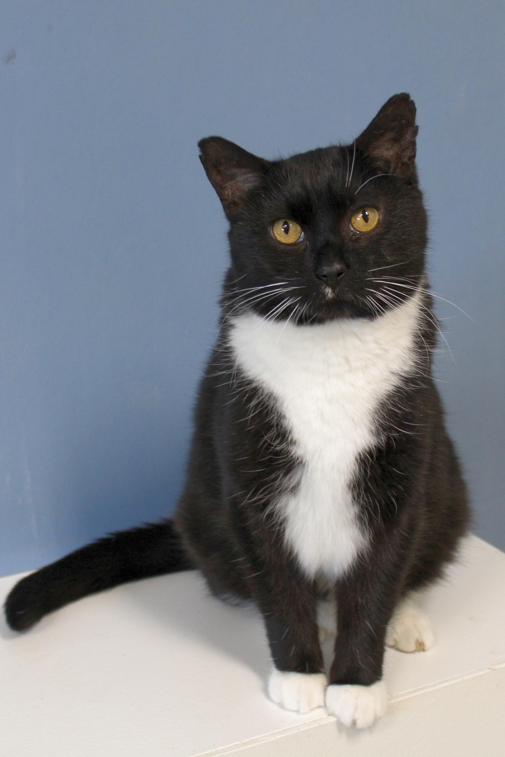Junior, Adoptable, Adult Male Tuxedo.
