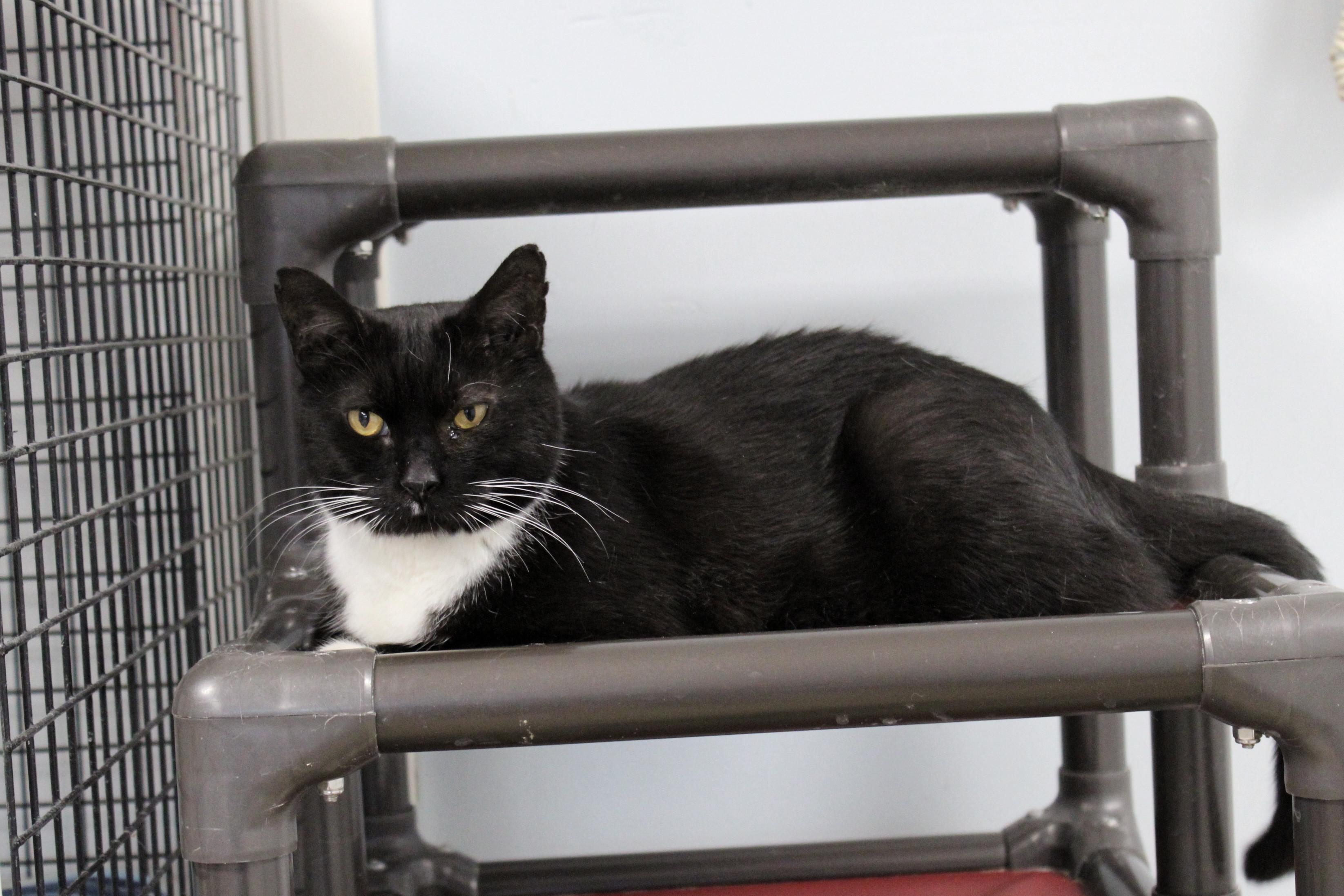 Enlarge Junior, a Adoptable Tuxedo in Urbana, OH image 6/6