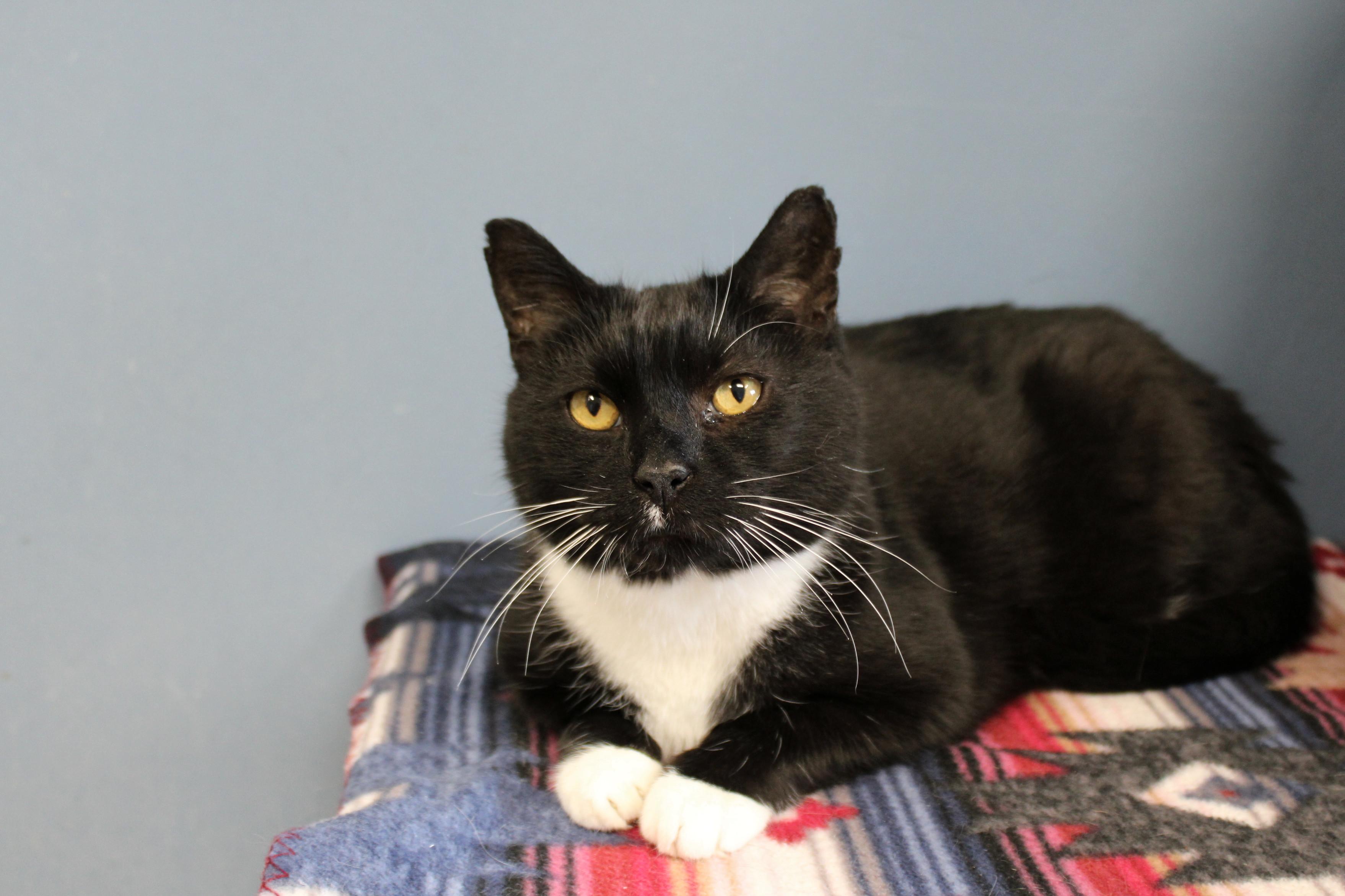 Enlarge Junior, a Adoptable Tuxedo in Urbana, OH image 3/6