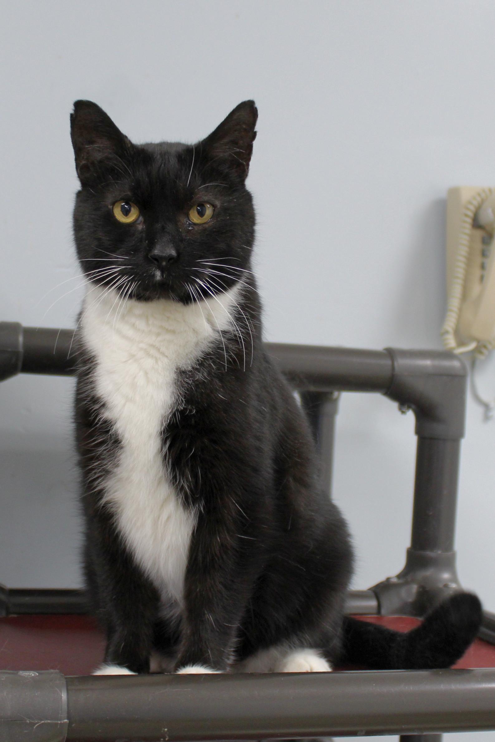 Enlarge Junior, a Adoptable Tuxedo in Urbana, OH image 4/6