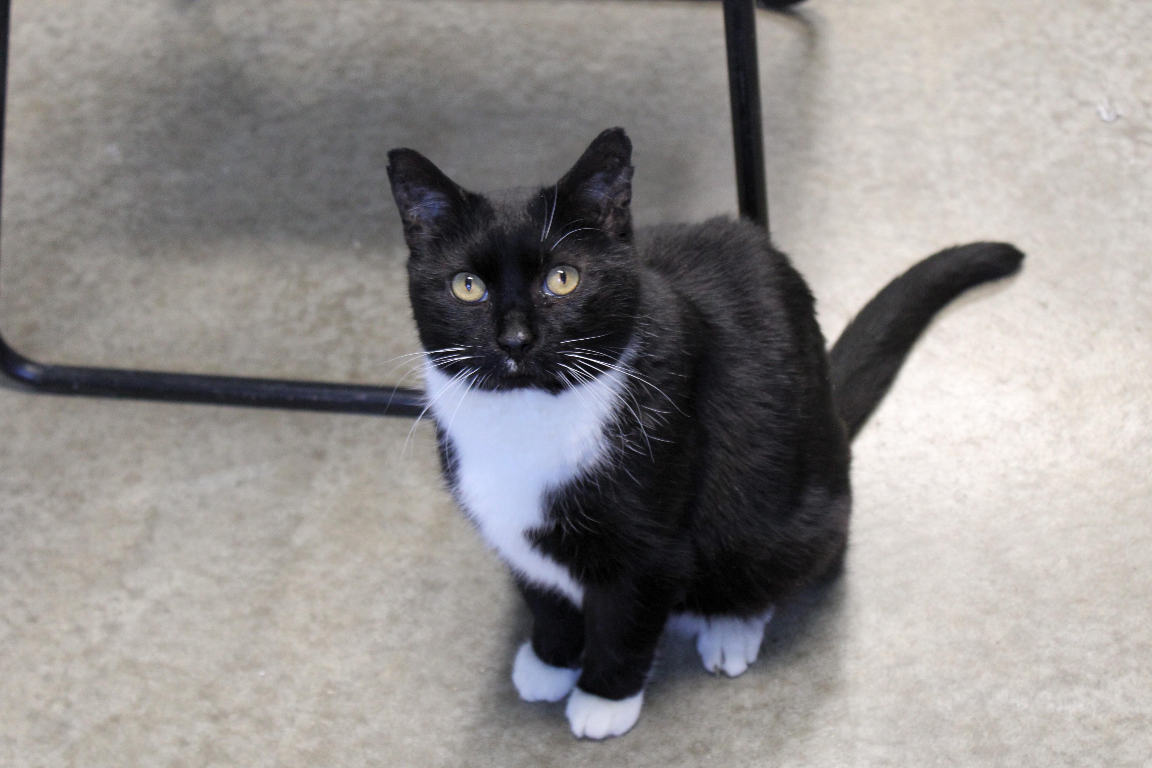 Enlarge Junior, a Adoptable Tuxedo in Urbana, OH image 5/6