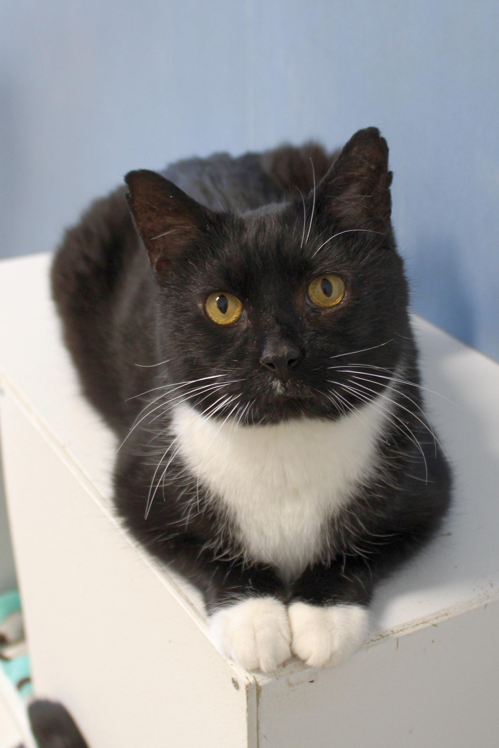 Junior, Adoptable, Adult Male Tuxedo.