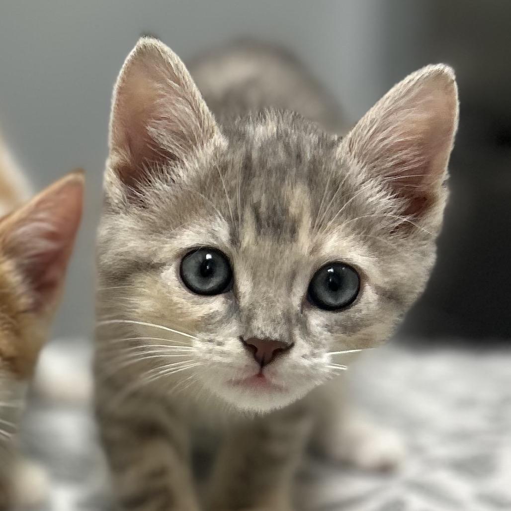 Stormy, Adoptable, Kitten Female Domestic Short Hair.