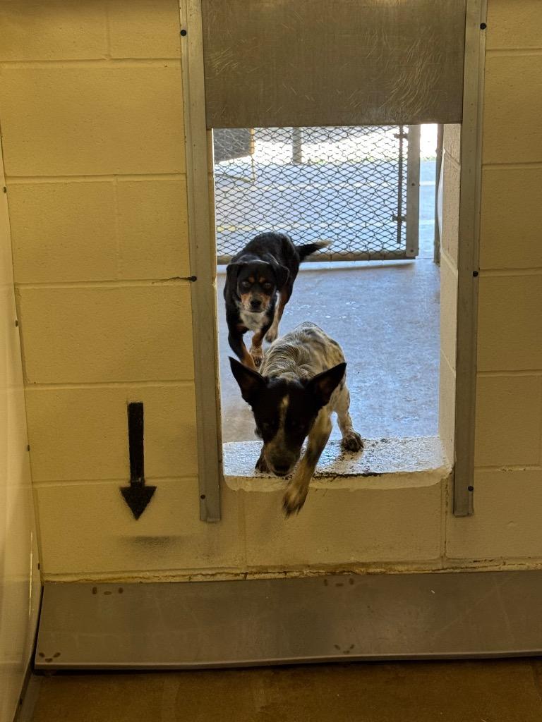 Enlarge Tak, a Adoptable mixed breed in Belton, TX image 1/1