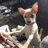 Flower, adopted, Puppy Female Chihuahua.