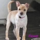 Flower, an adopted Chihuahua in Long Beach, WA image 2/3
