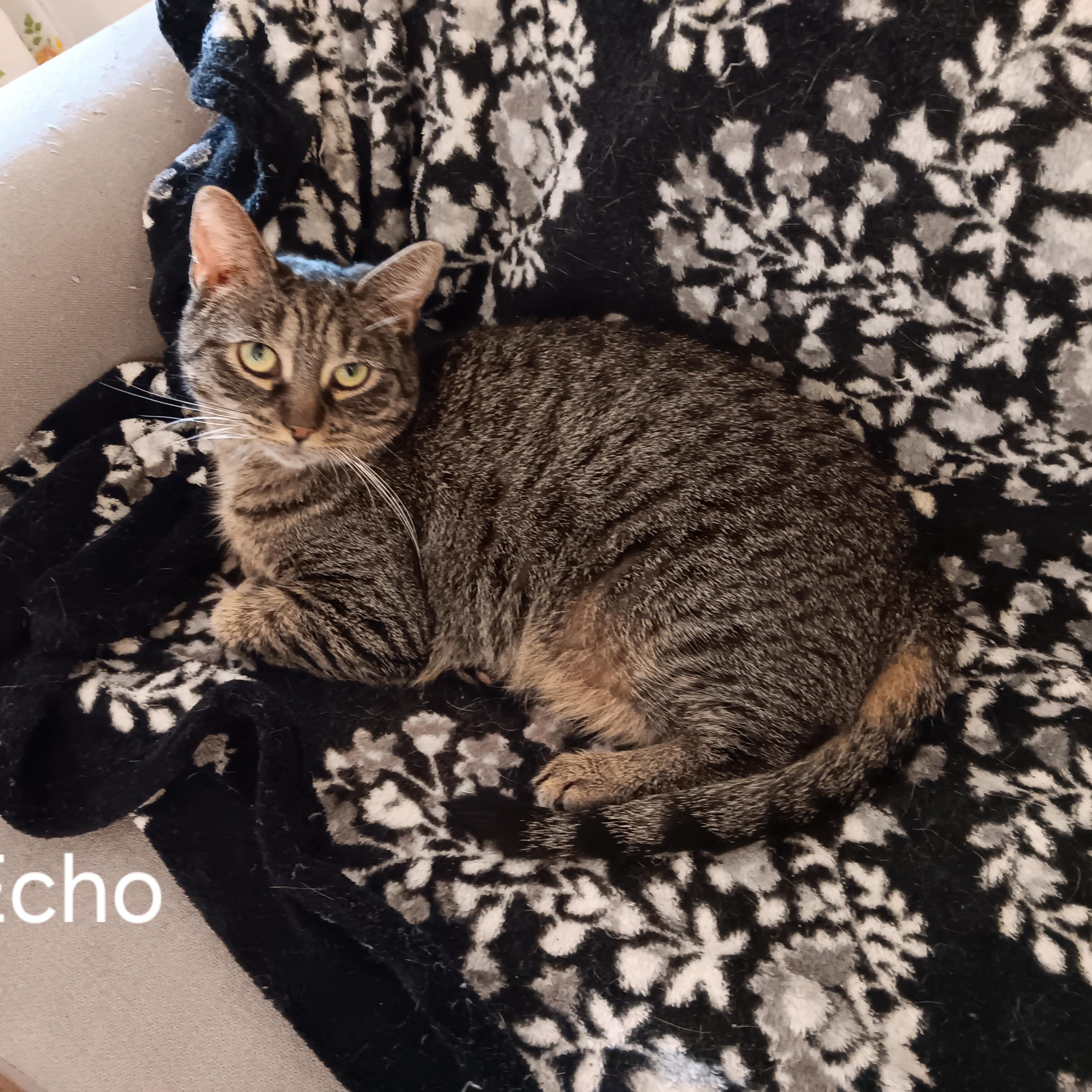 Echo