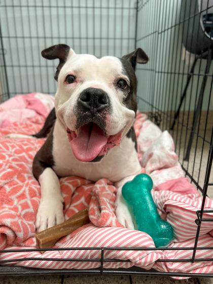 Enlarge Betty Moo, a Adoptable mixed breed in Fishers, IN image 1/3